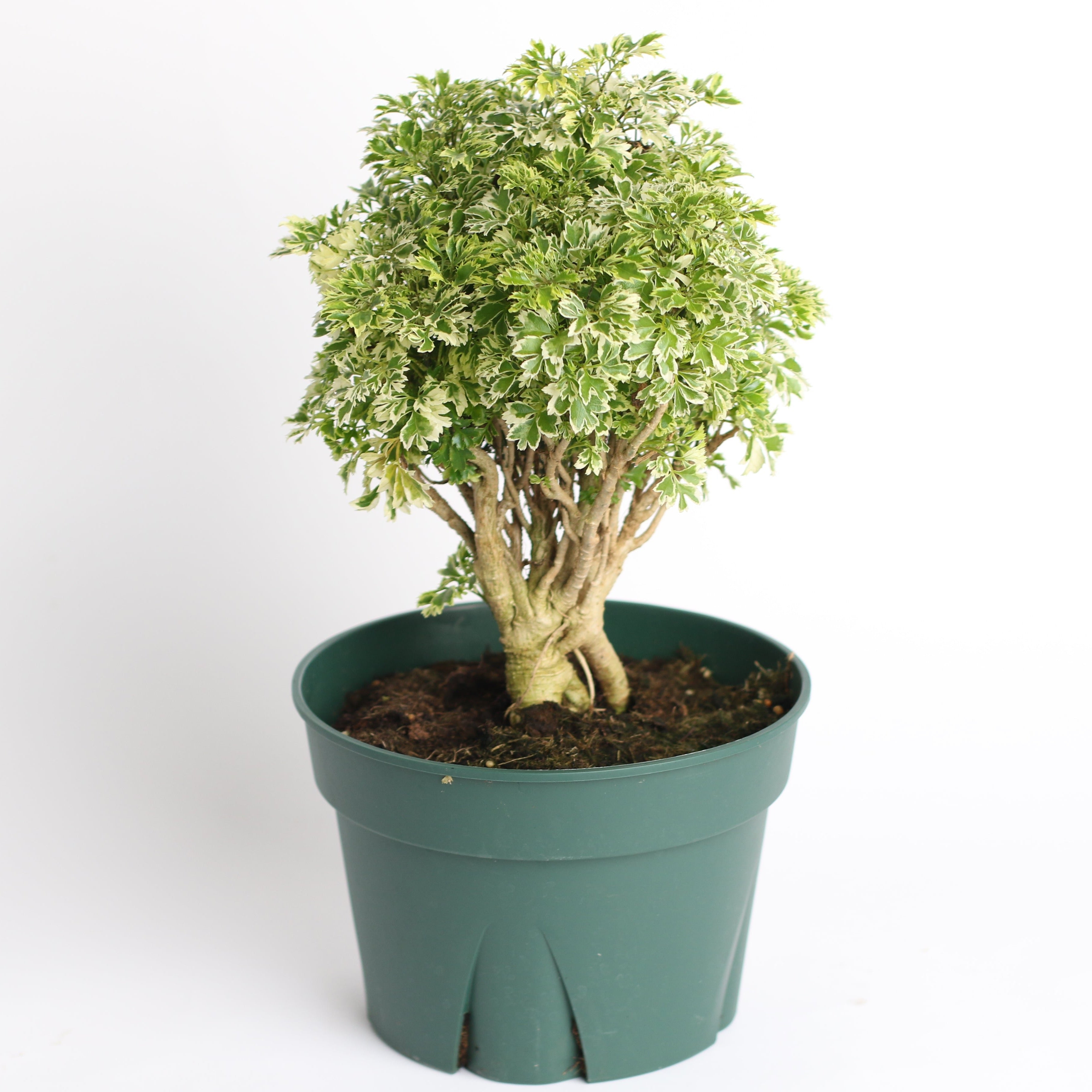 Ming-Aralie Schneeflocke - Polyscias fruticosa