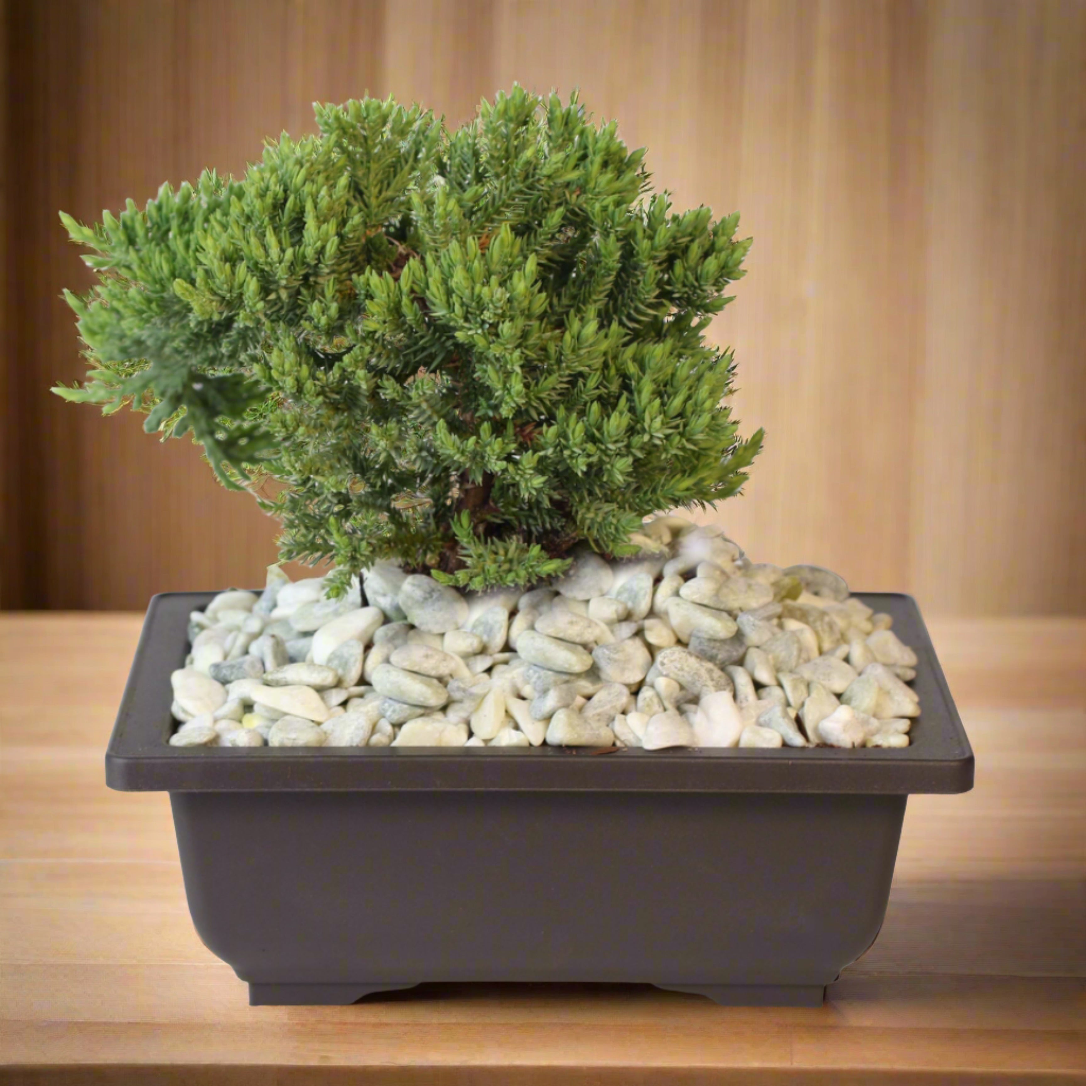 Bonsai Japanischer Wacholder – Juniperus