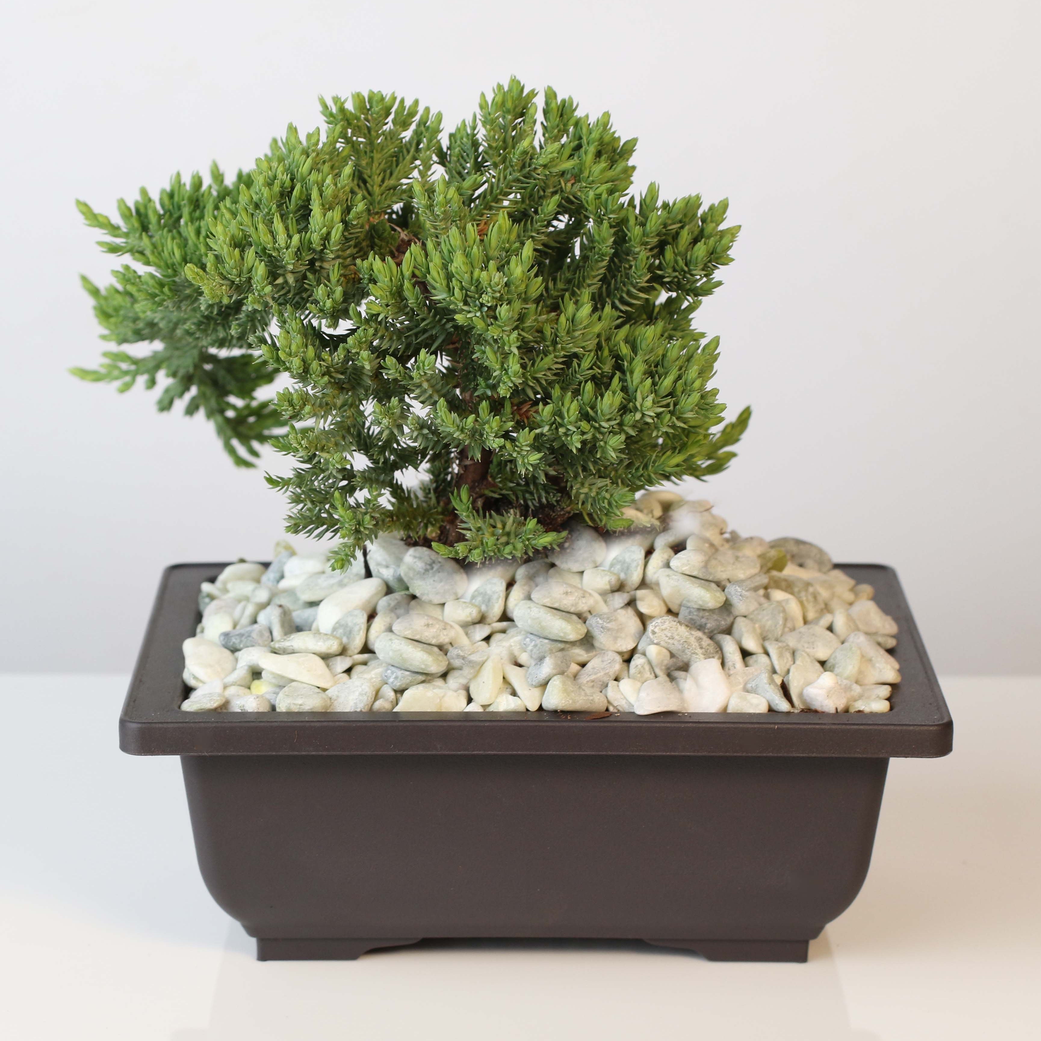 Bonsai Japanischer Wacholder – Juniperus