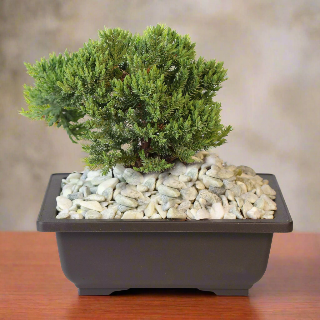 Bonsai Japanischer Wacholder – Juniperus