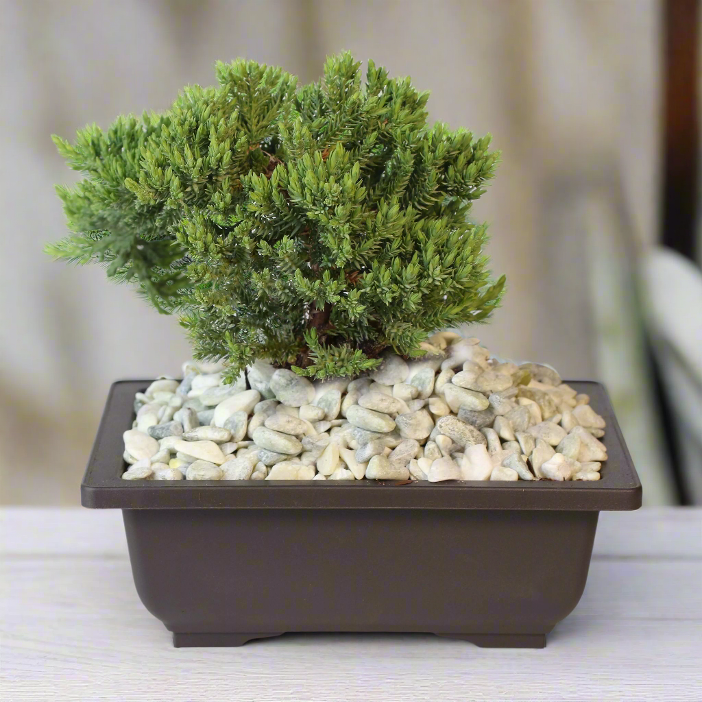 Bonsai Japanischer Wacholder – Juniperus