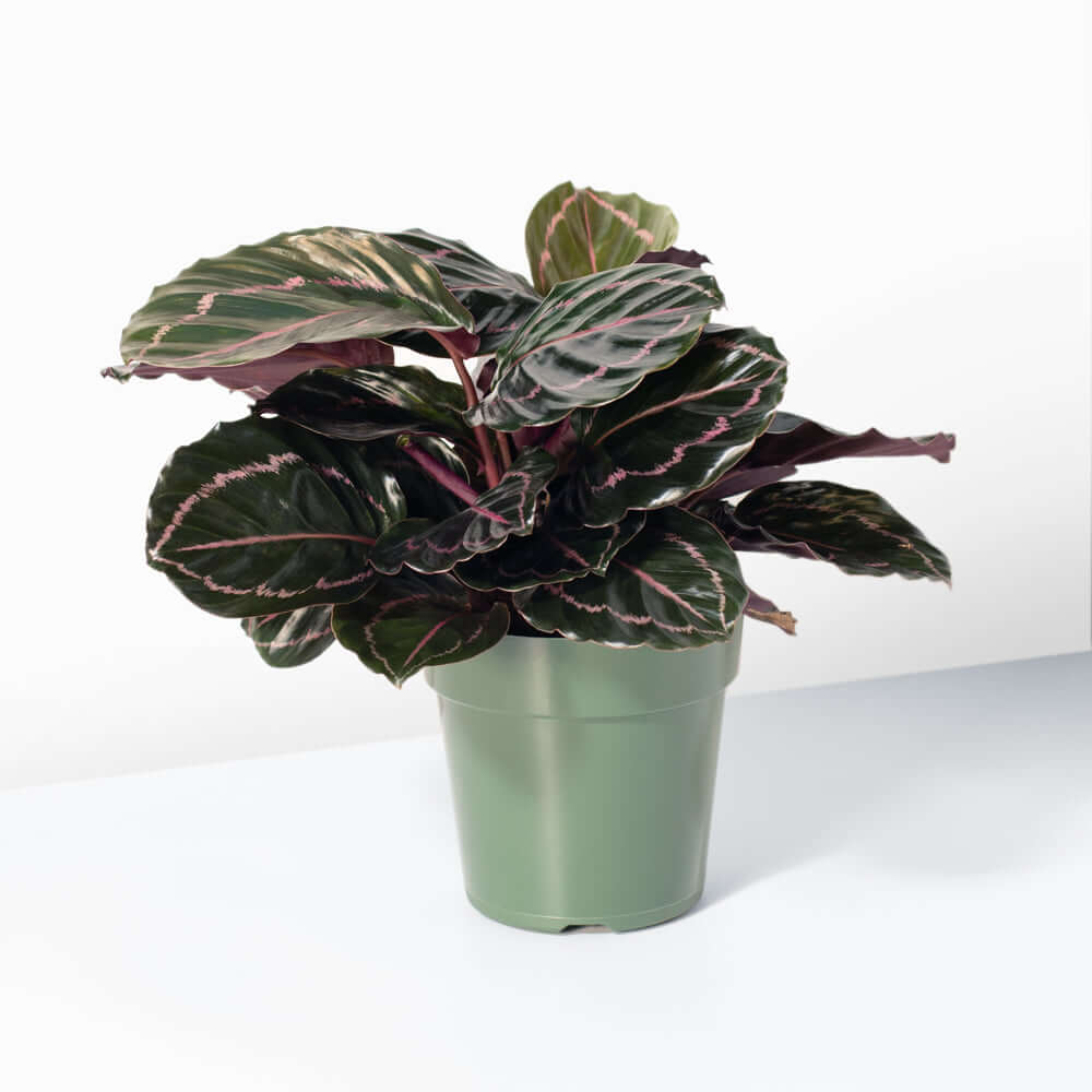 Calathea Dottie – Gebetspflanze