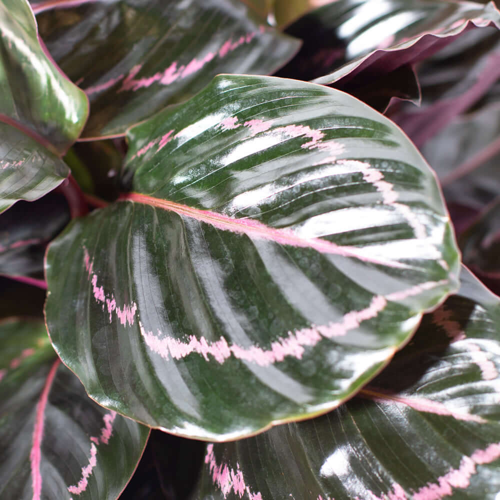 Calathea Dottie – Gebetspflanze
