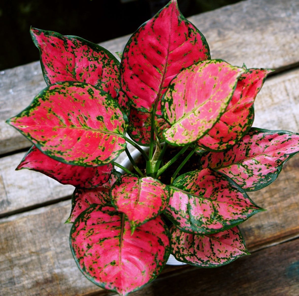 Aglaonema „Wishes“ – Pinkfarbene Pflanze