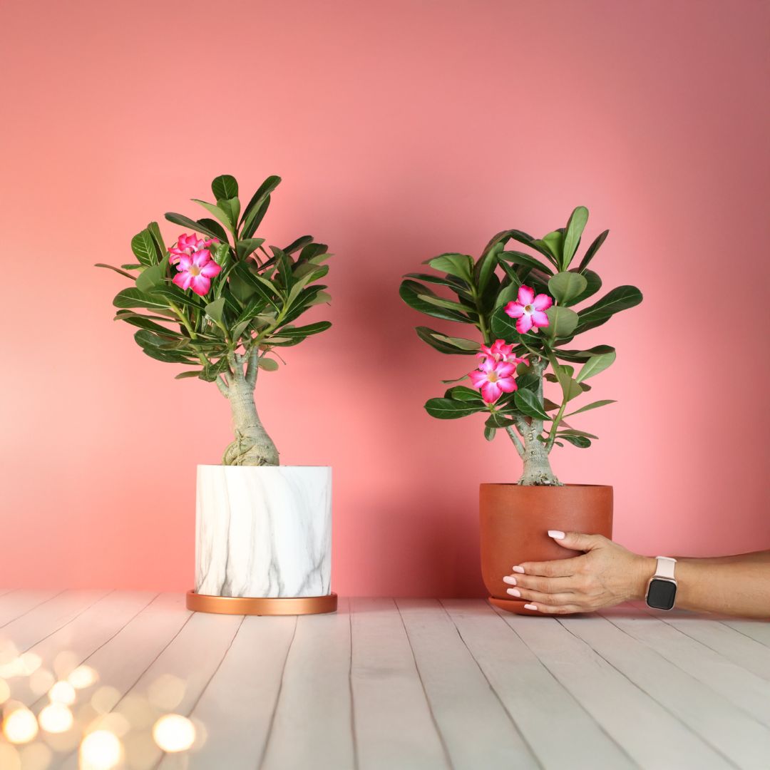 Wüstenrose – Adenium obesum