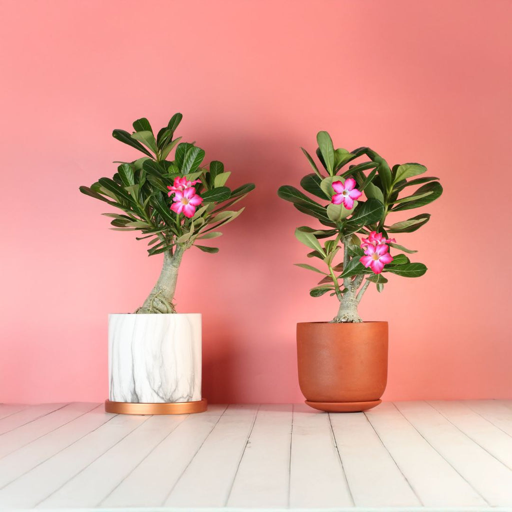 Wüstenrose – Adenium obesum