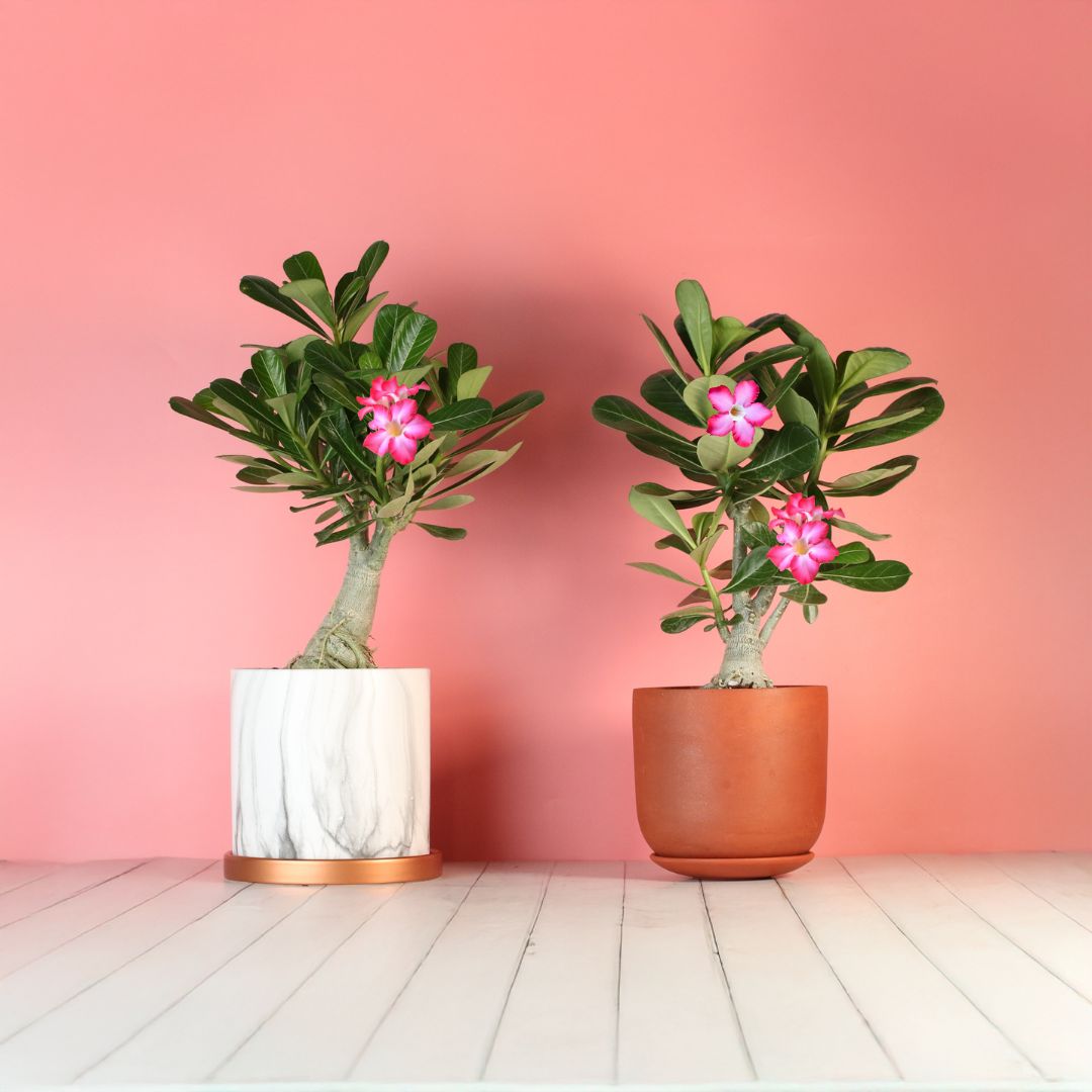 Wüstenrose – Adenium obesum