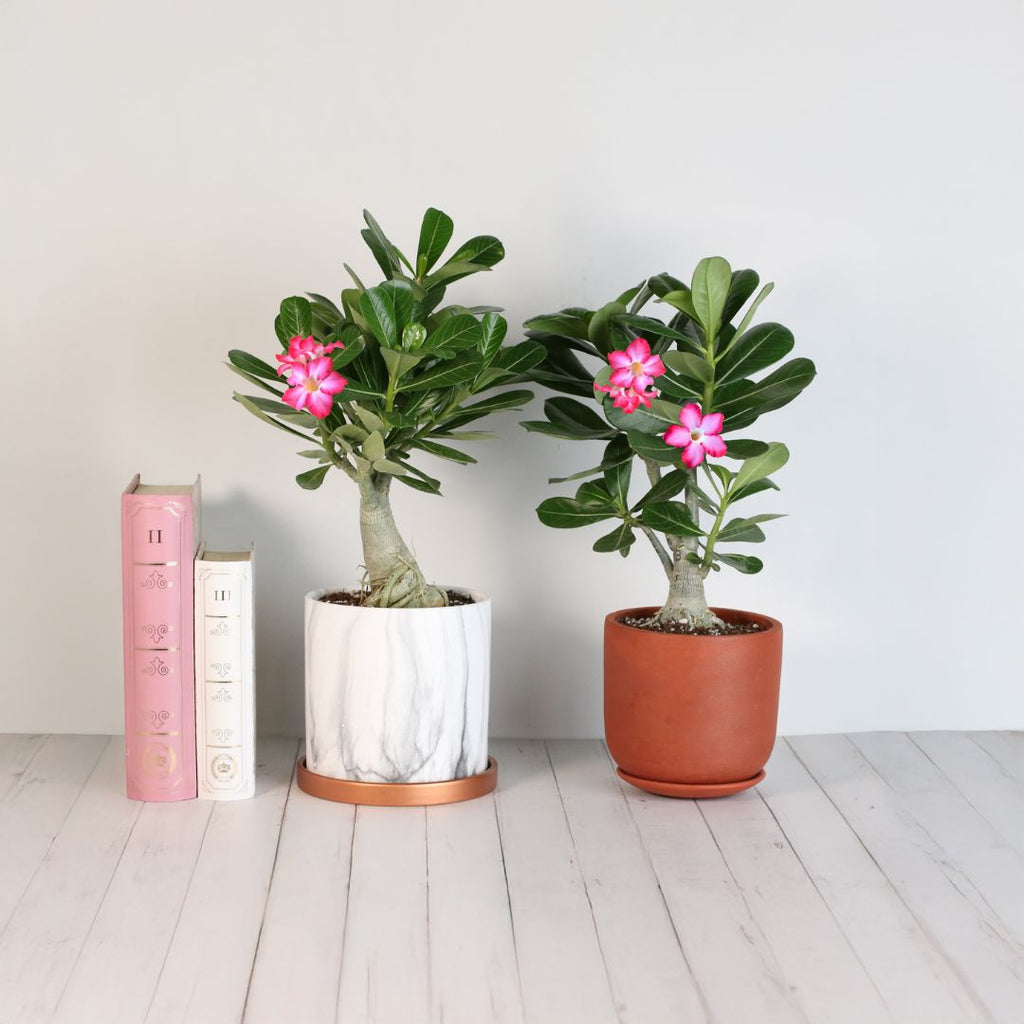Wüstenrose – Adenium obesum