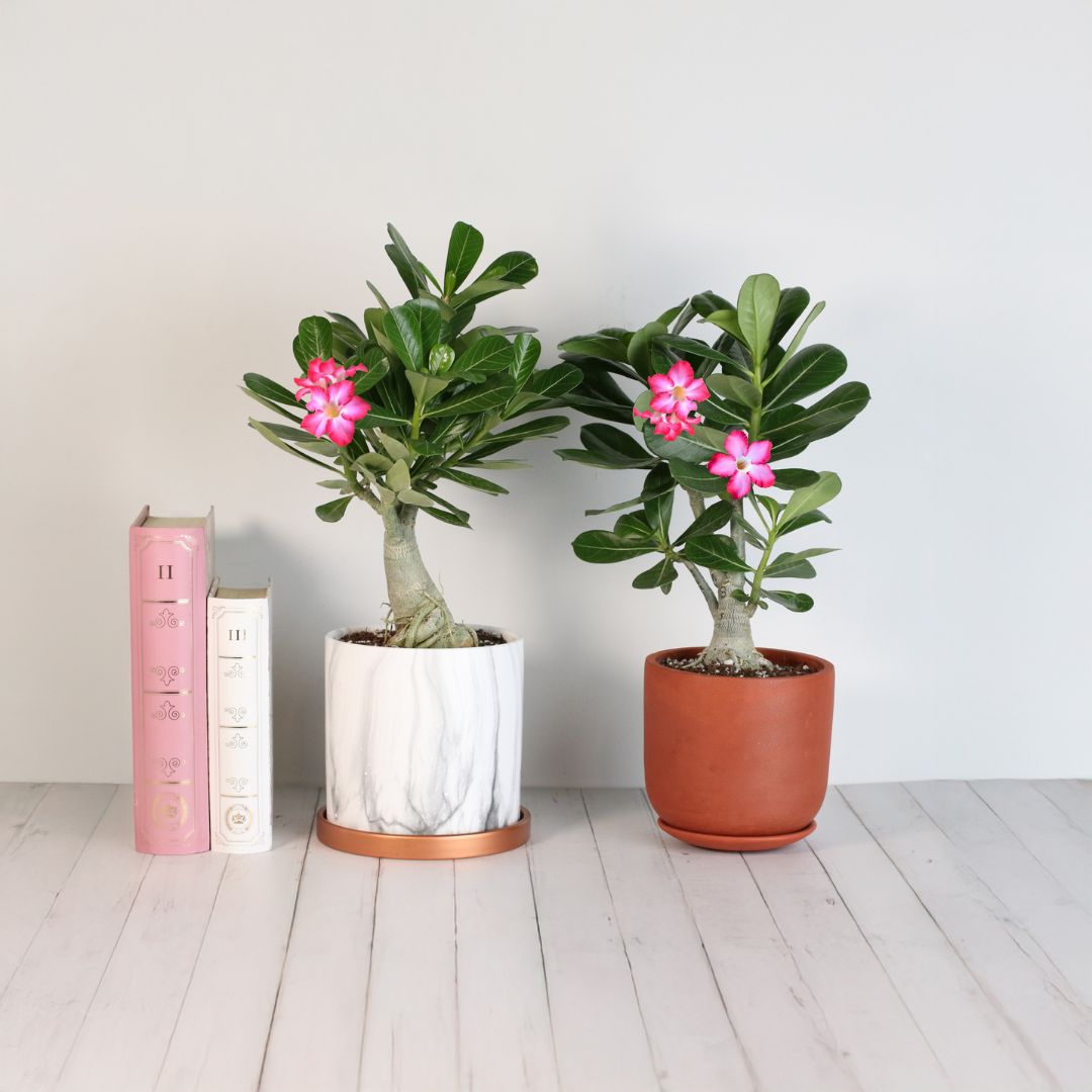 Wüstenrose – Adenium obesum