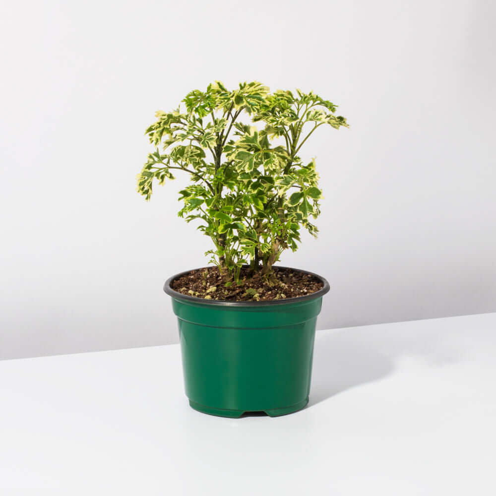 Ming-Aralie Schneeflocke - Polyscias fruticosa