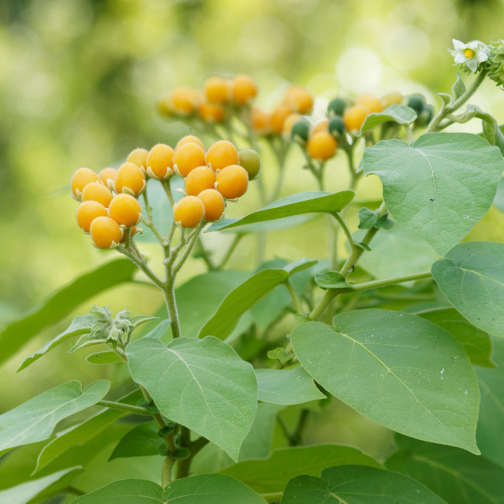 Brombeere Prime Ark Freedom – Rubus