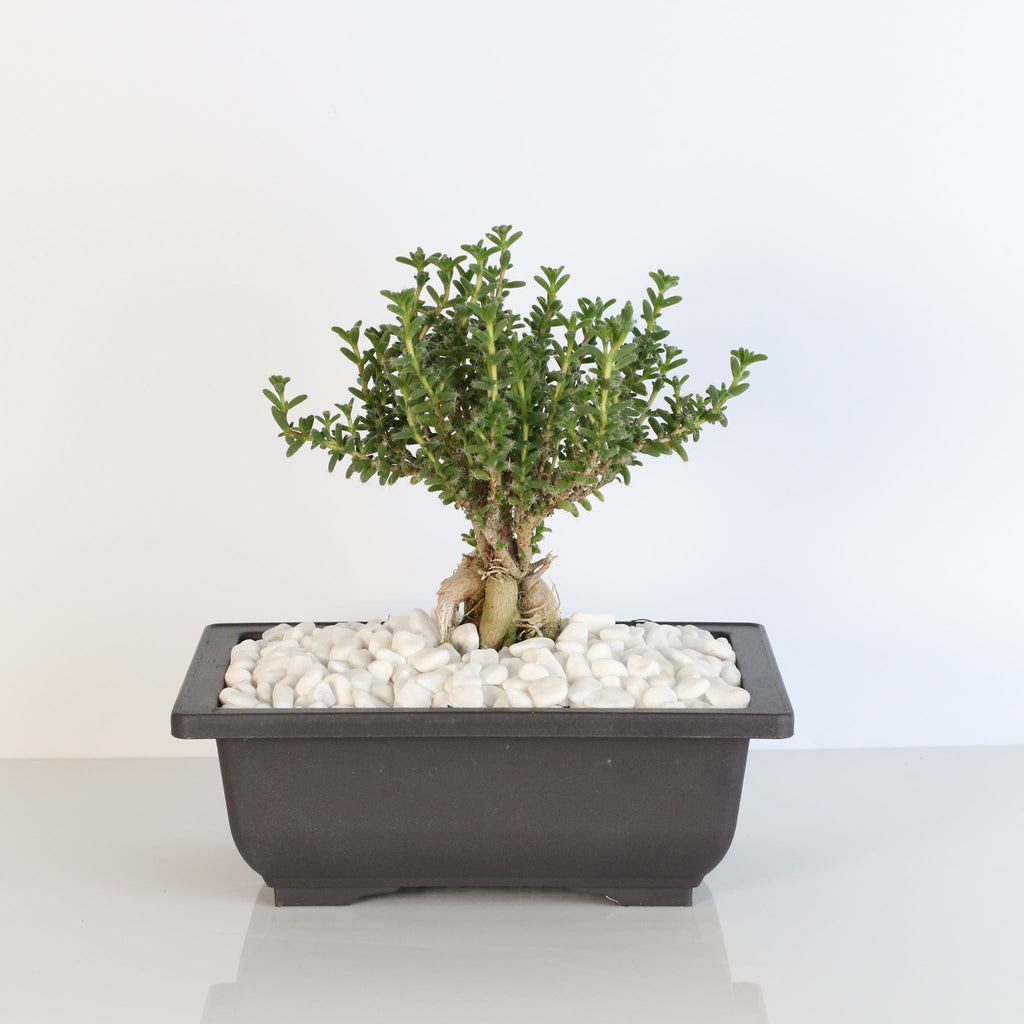 Afrikanischer Bonsai – Trichodiadema bulbosum