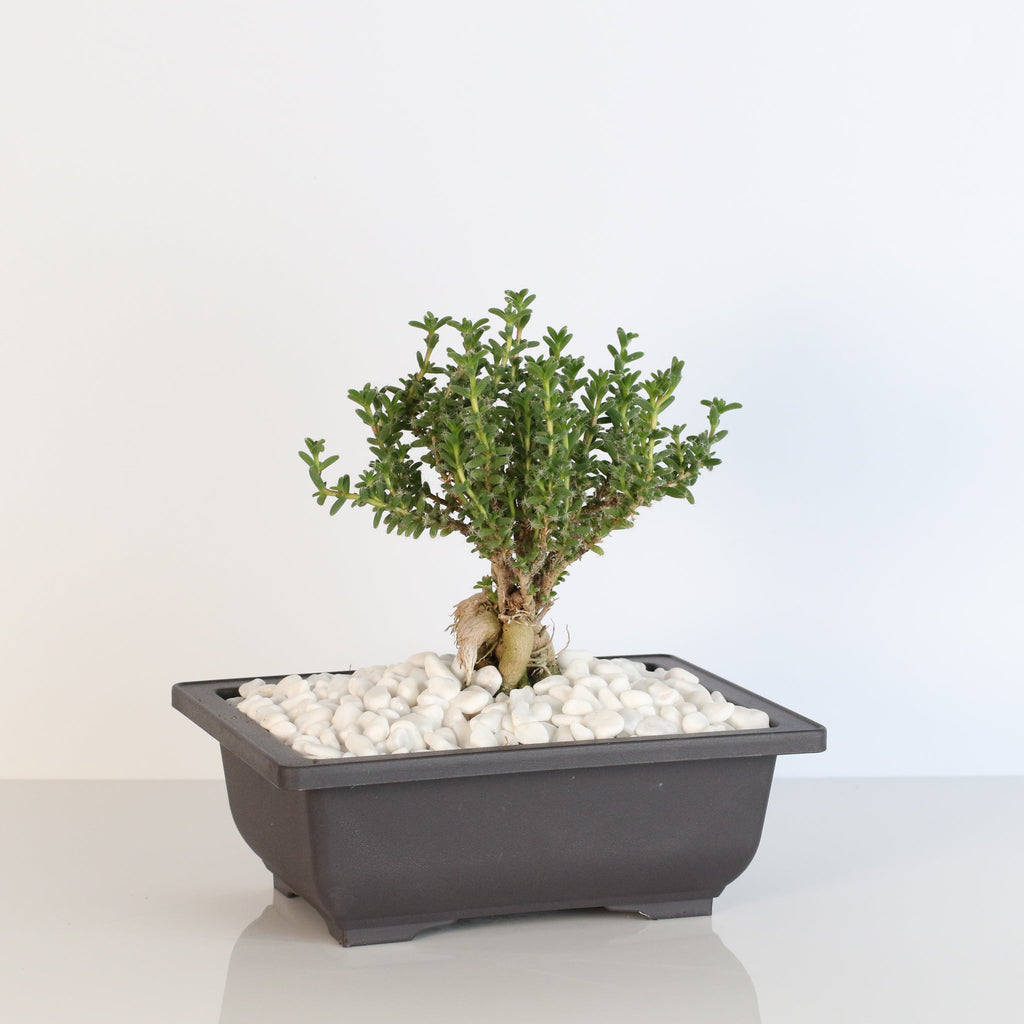 Afrikanischer Bonsai – Trichodiadema bulbosum