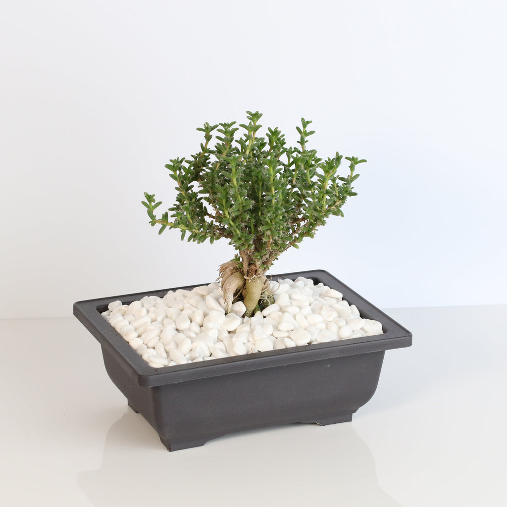 Afrikanischer Bonsai – Trichodiadema bulbosum