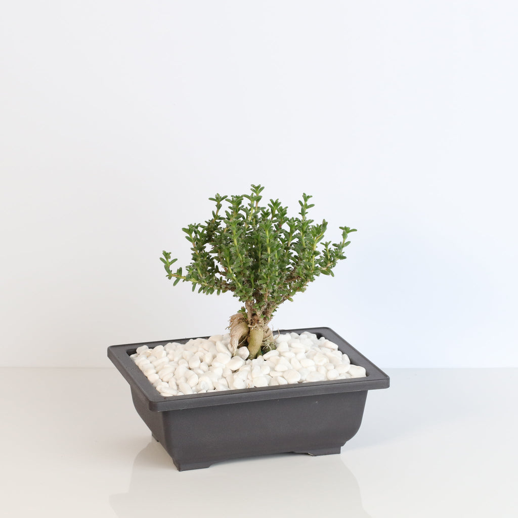 Afrikanischer Bonsai – Trichodiadema bulbosum