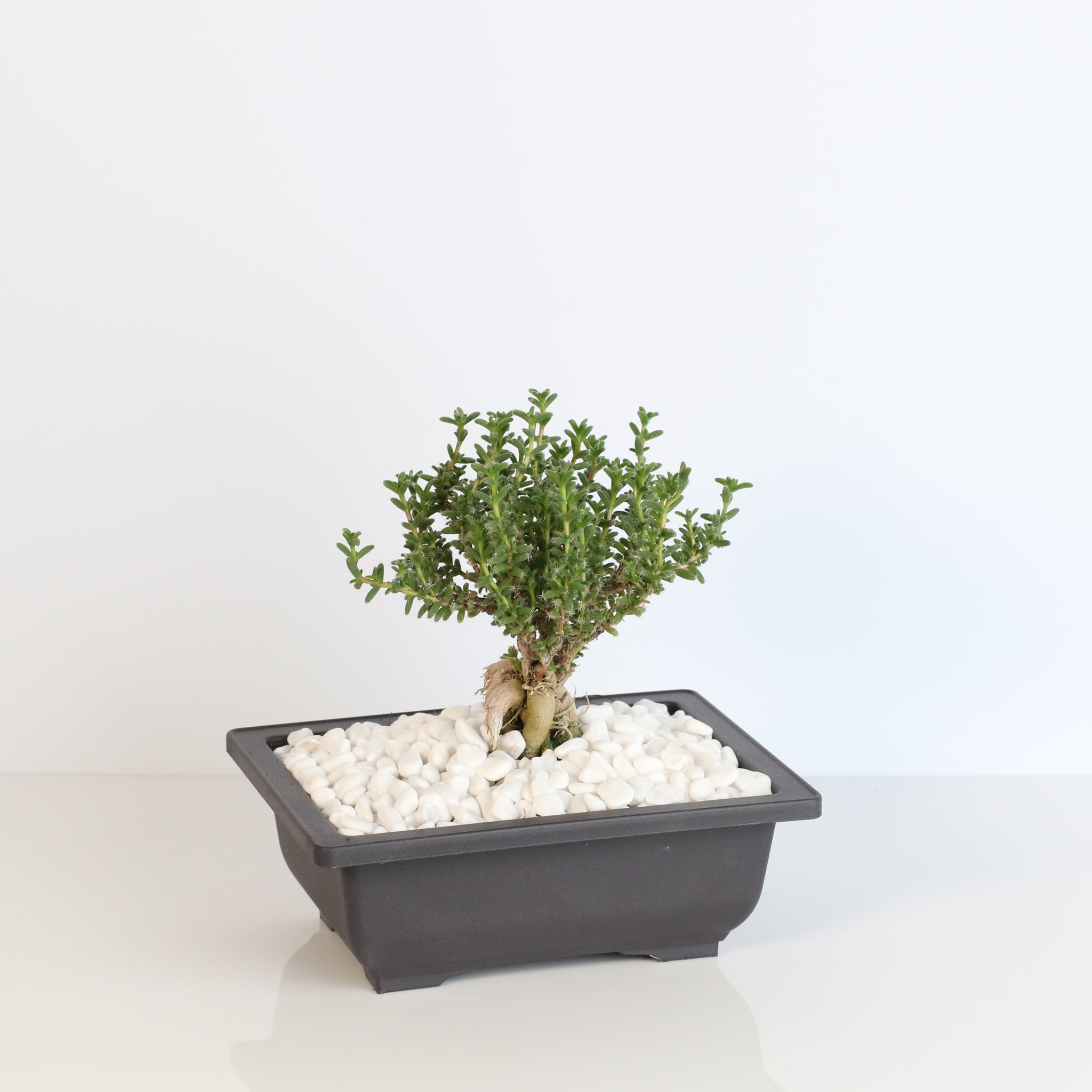 Afrikanischer Bonsai – Trichodiadema bulbosum
