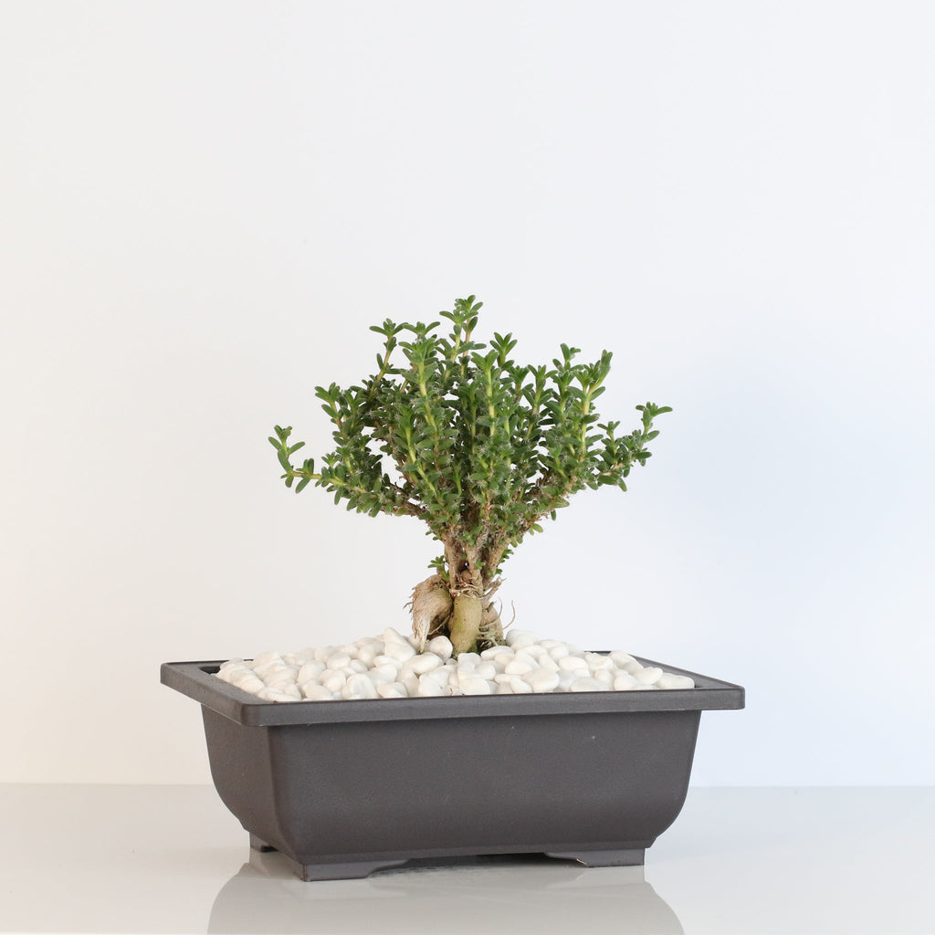 Afrikanischer Bonsai – Trichodiadema bulbosum