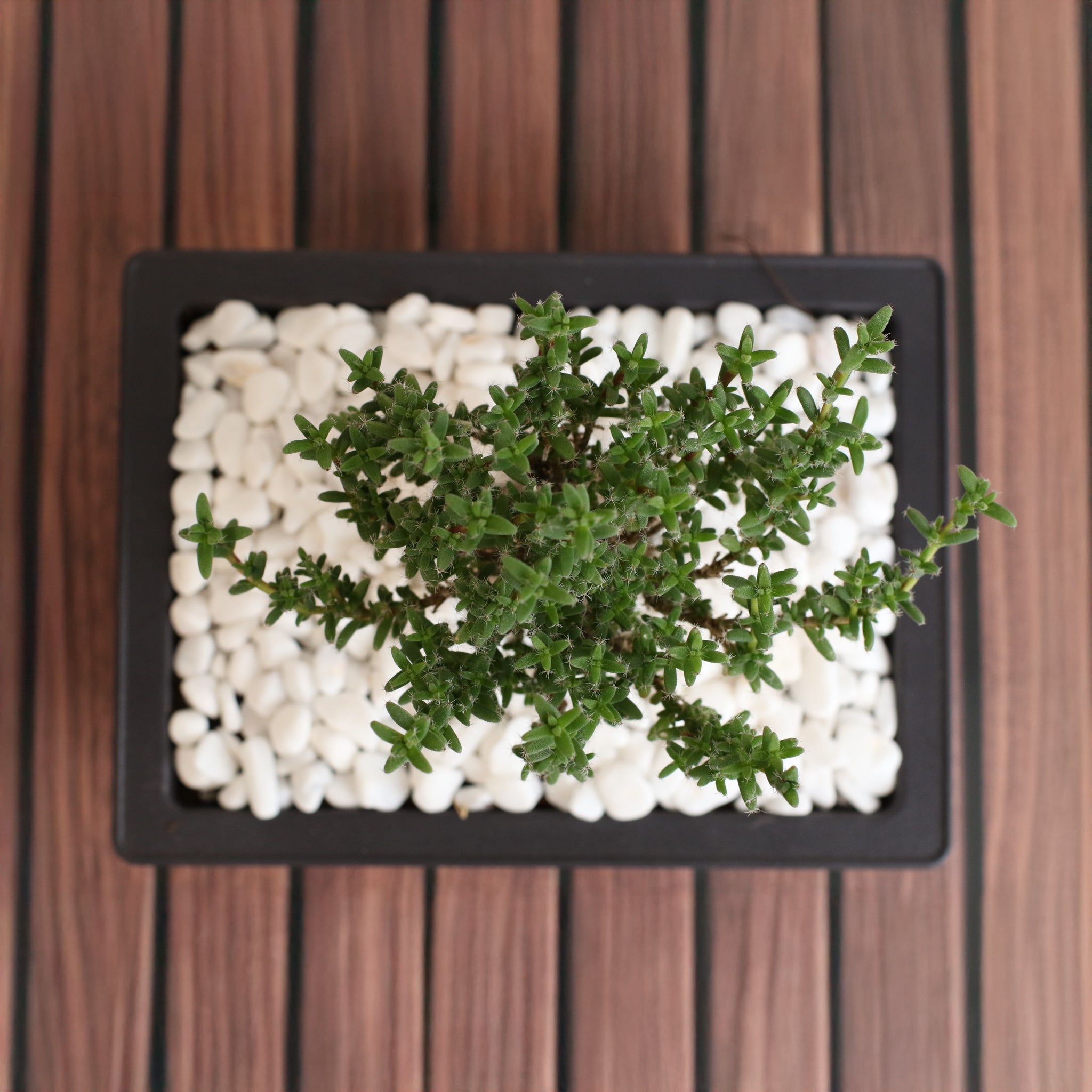 Afrikanischer Bonsai – Trichodiadema bulbosum