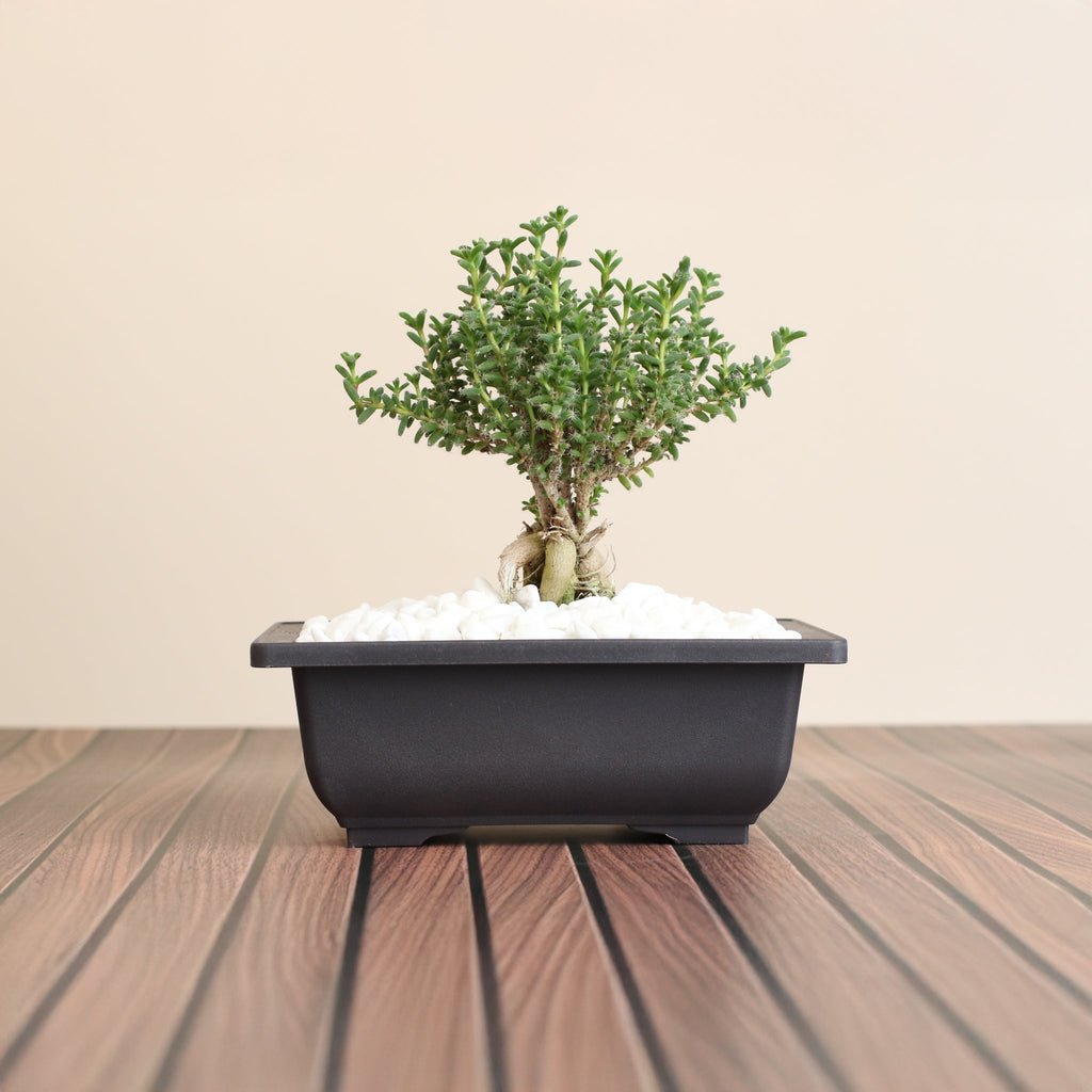 Afrikanischer Bonsai – Trichodiadema bulbosum