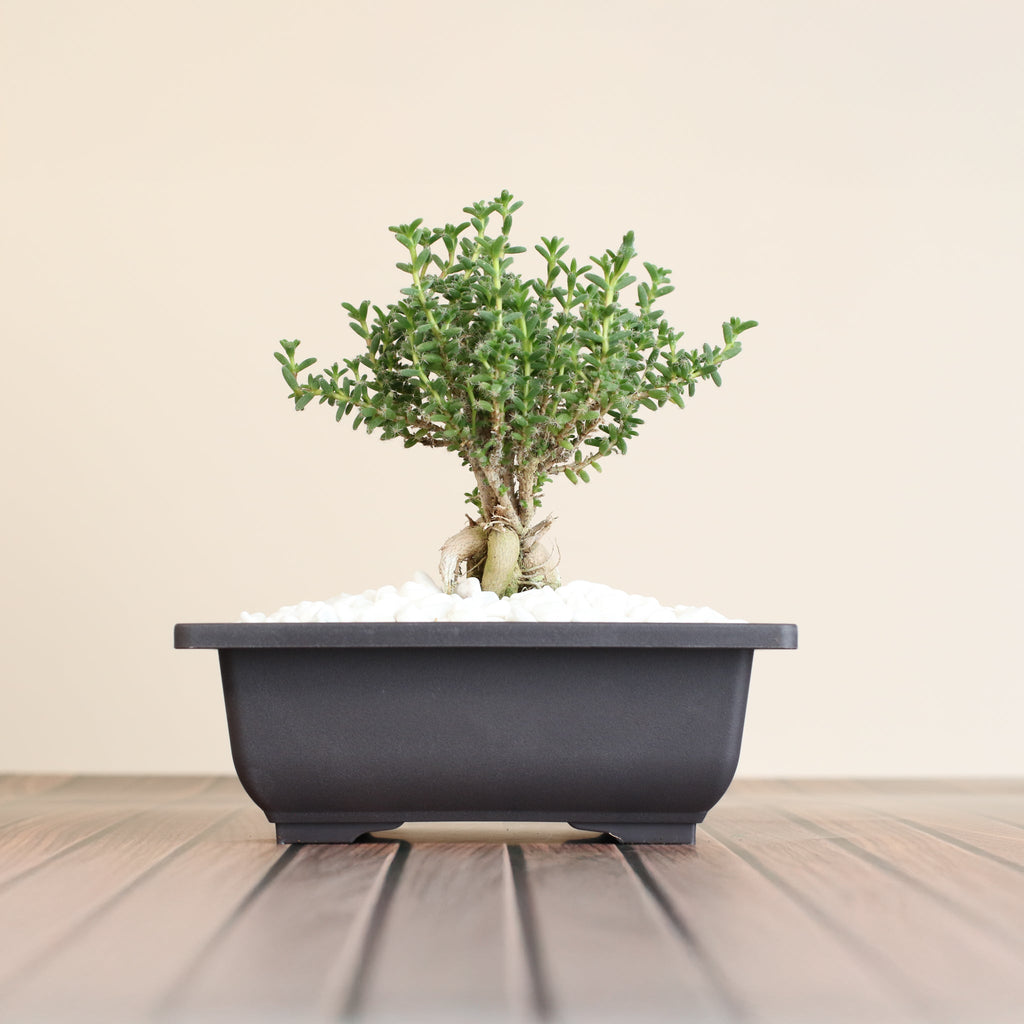 Afrikanischer Bonsai – Trichodiadema bulbosum