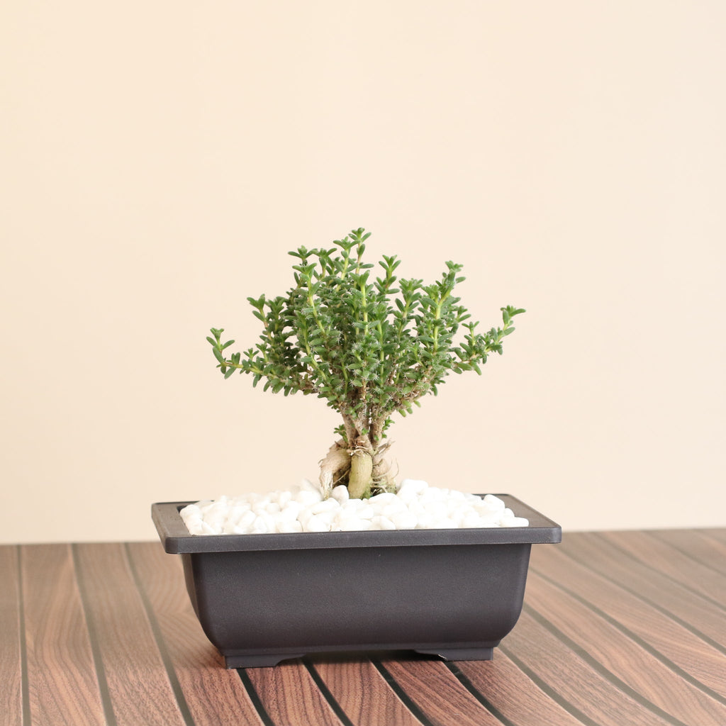 Afrikanischer Bonsai – Trichodiadema bulbosum
