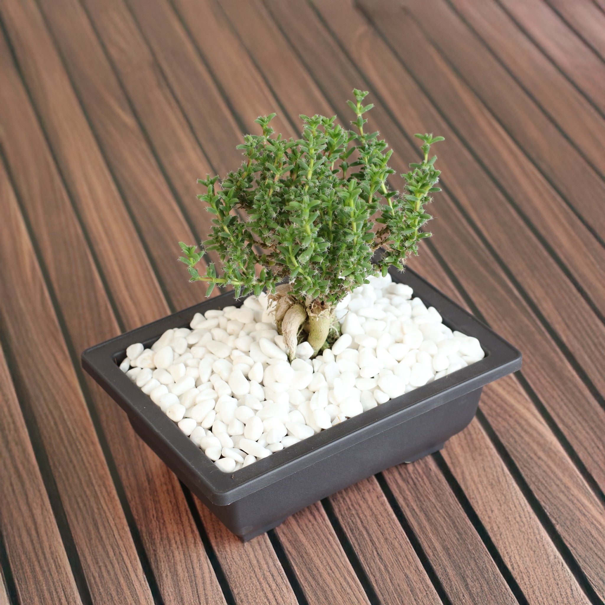 Afrikanischer Bonsai – Trichodiadema bulbosum