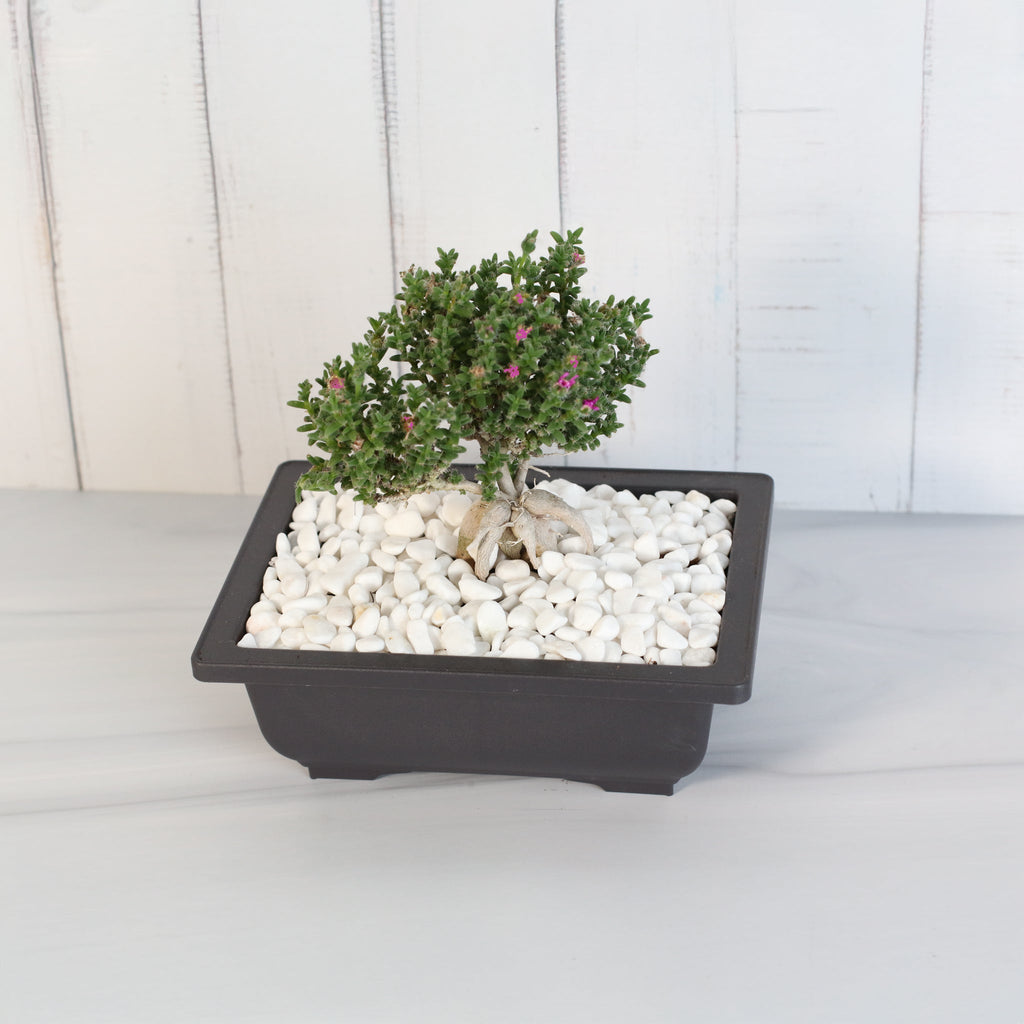 Afrikanischer Bonsai – Trichodiadema bulbosum