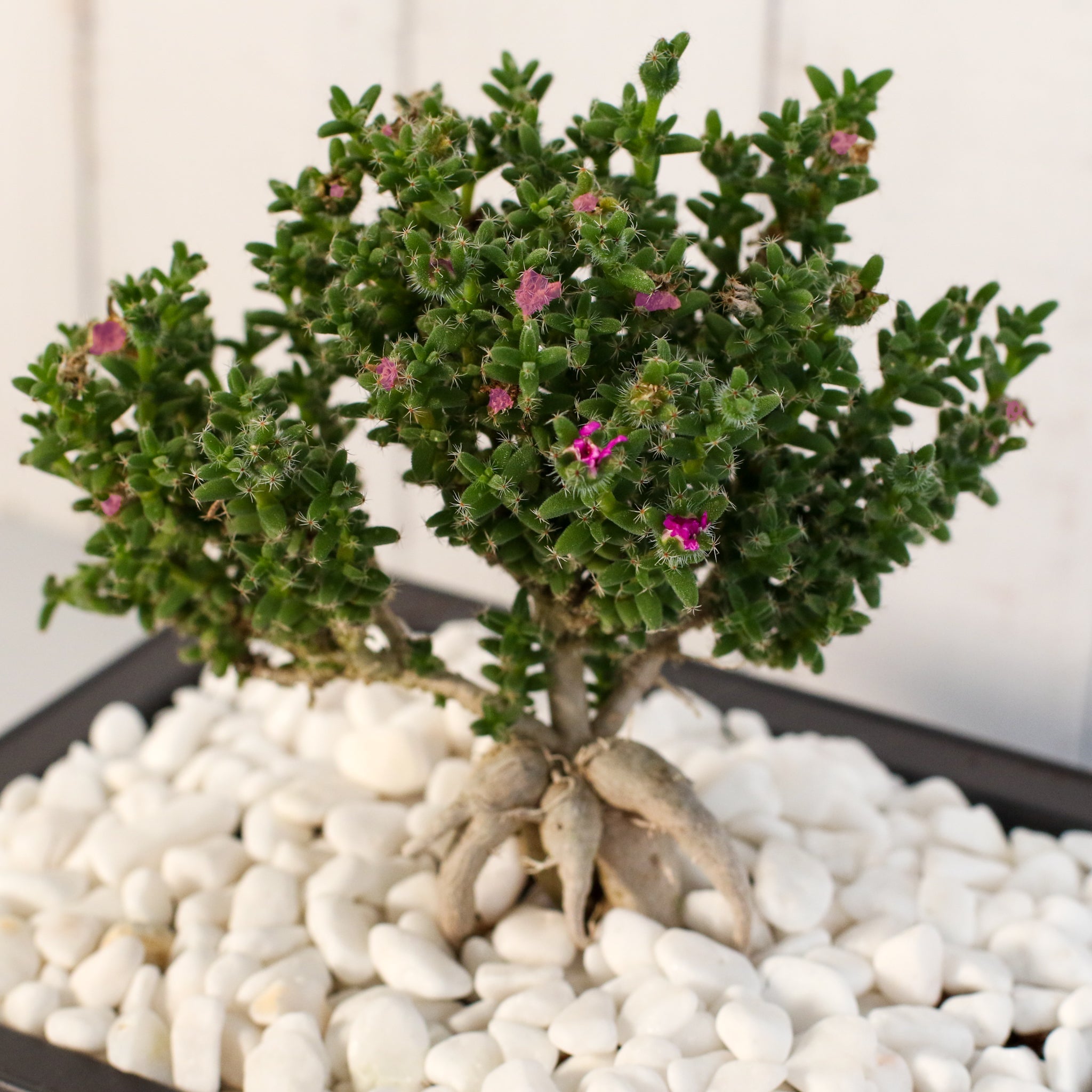 Afrikanischer Bonsai – Trichodiadema bulbosum