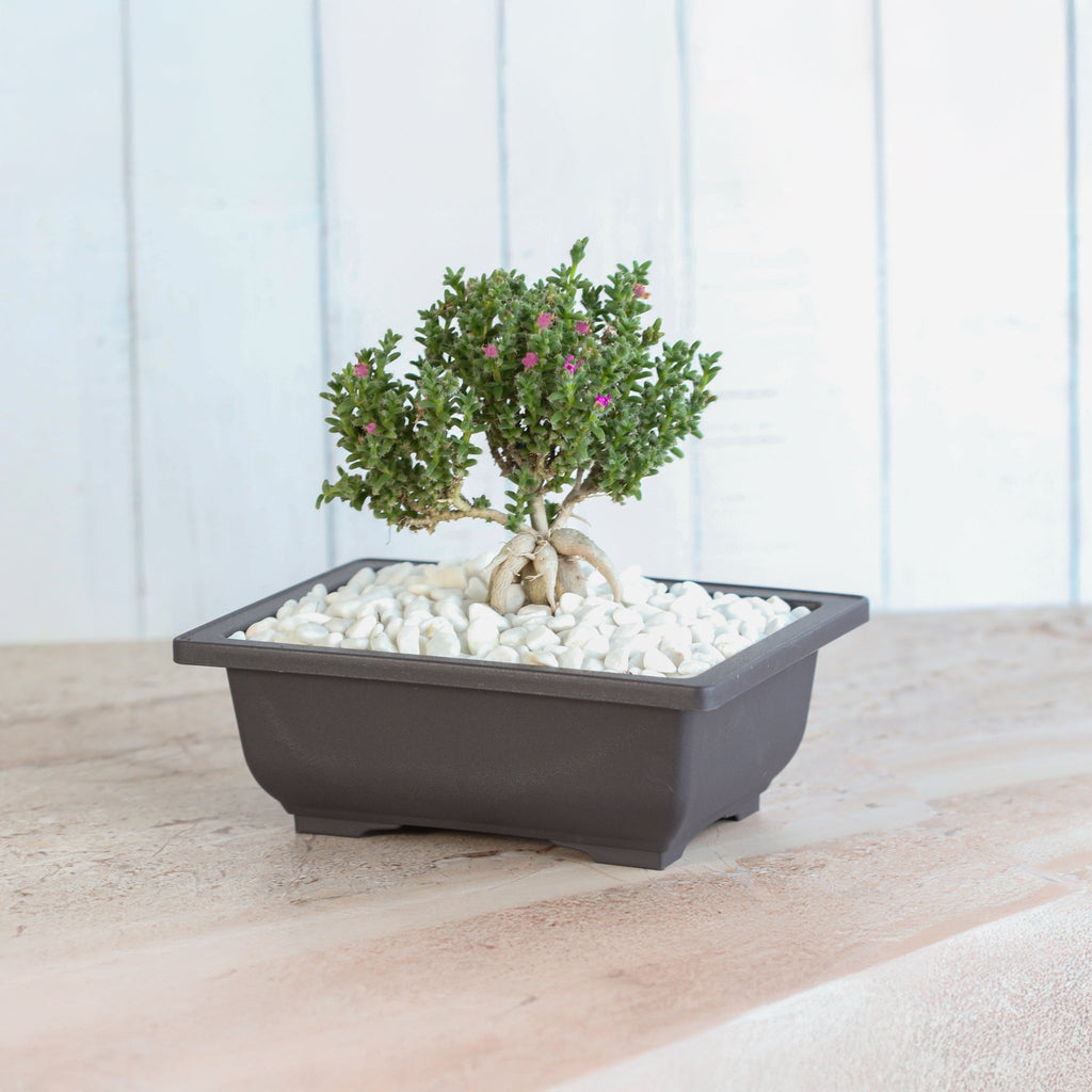 Afrikanischer Bonsai – Trichodiadema bulbosum