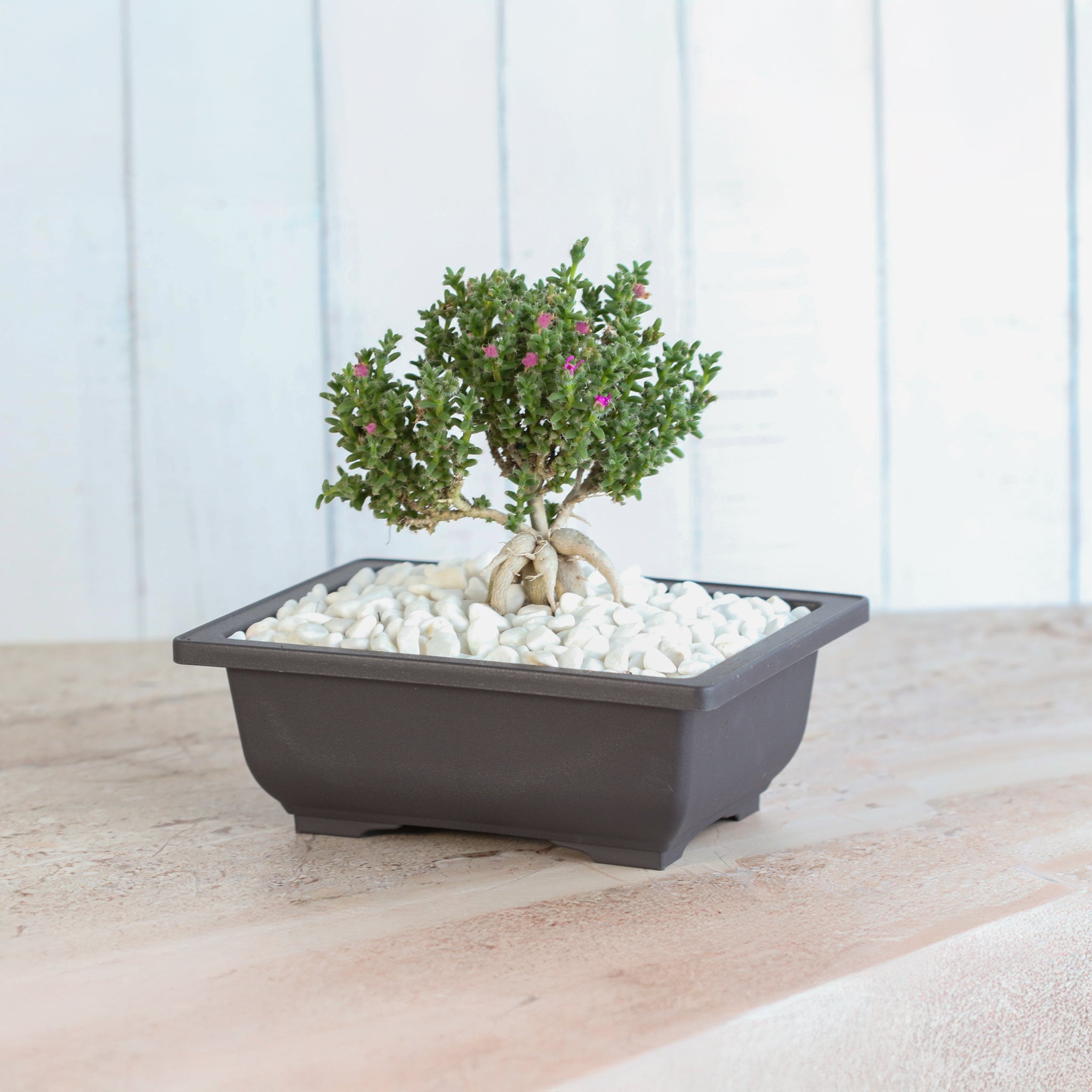 Afrikanischer Bonsai – Trichodiadema bulbosum