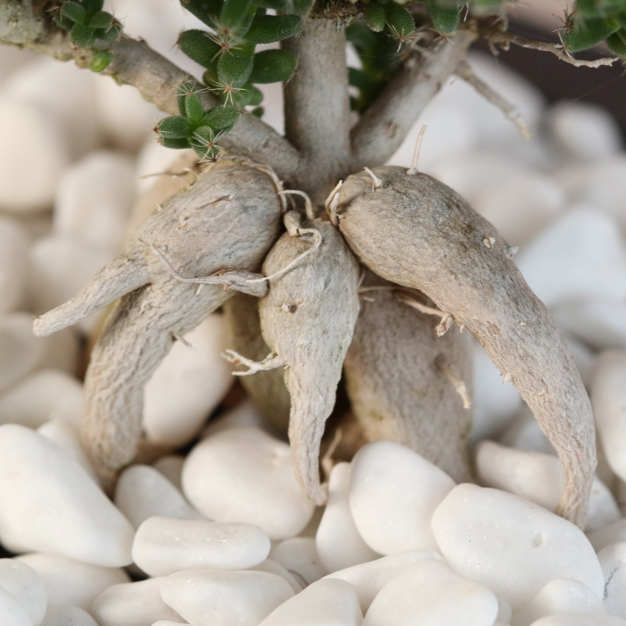 Afrikanischer Bonsai – Trichodiadema bulbosum