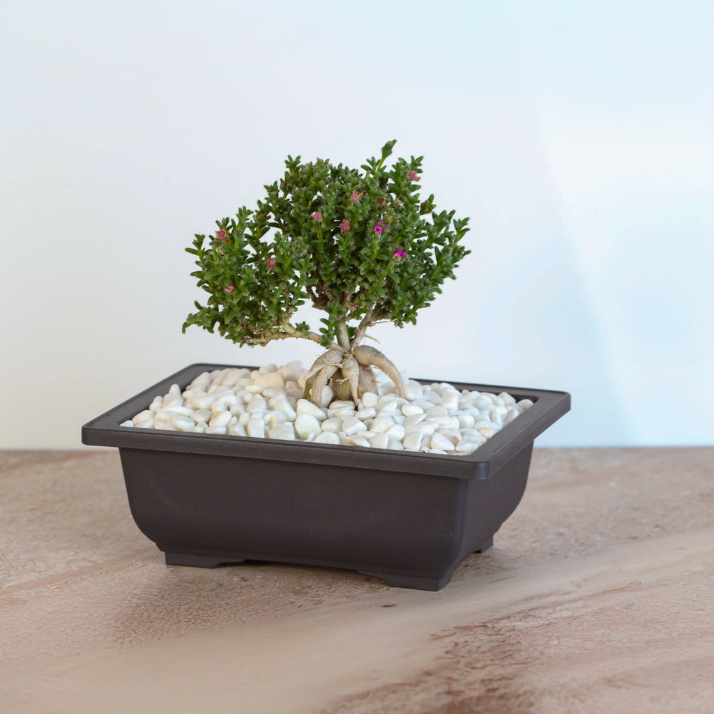 Afrikanischer Bonsai – Trichodiadema bulbosum