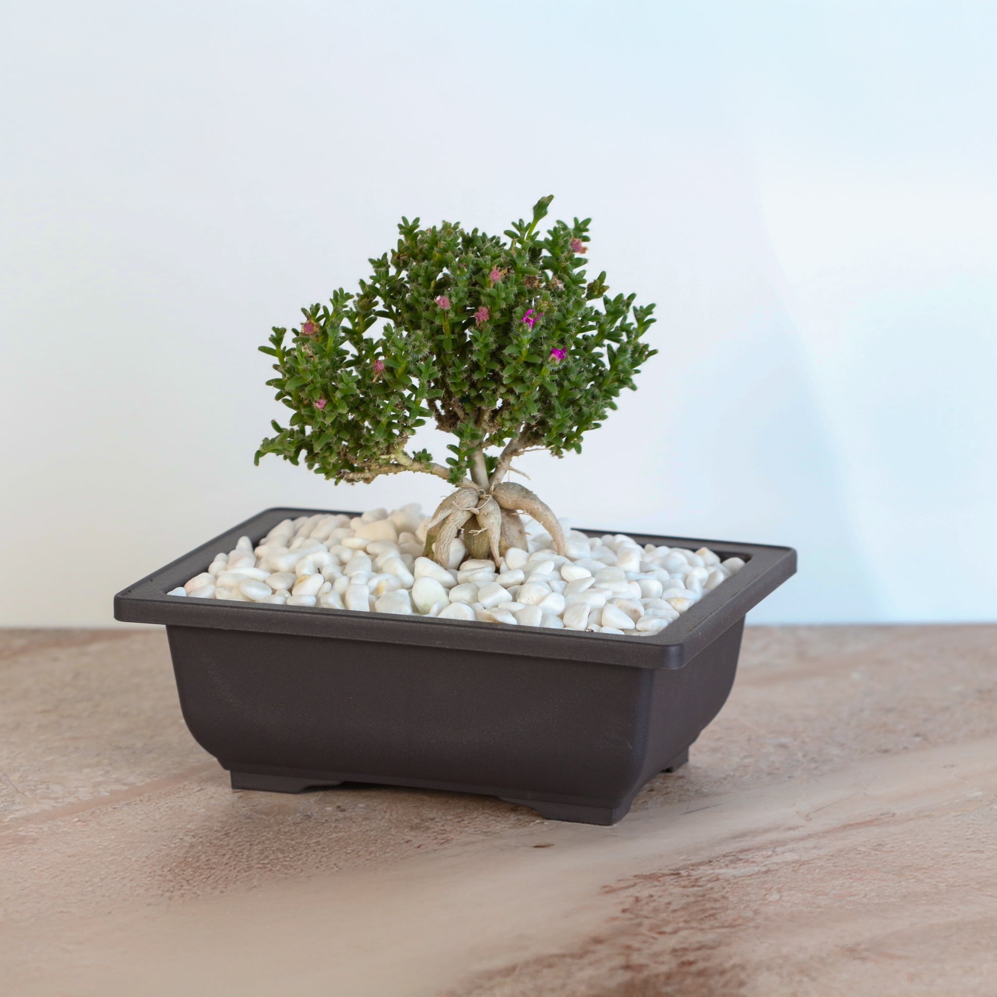 Afrikanischer Bonsai – Trichodiadema bulbosum