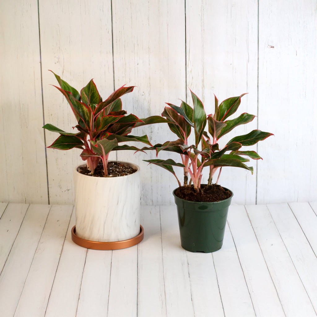 Aglaonema Siam Pflanze