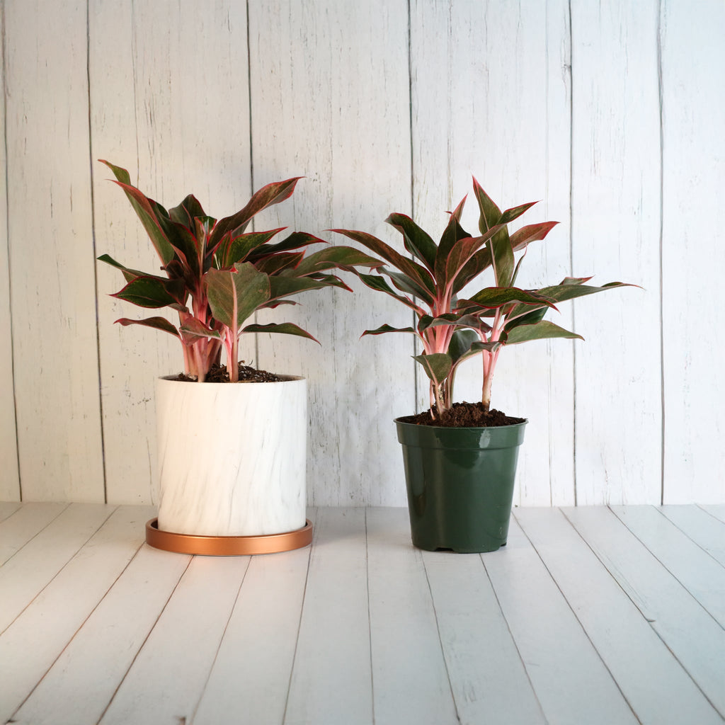 Aglaonema Siam Pflanze