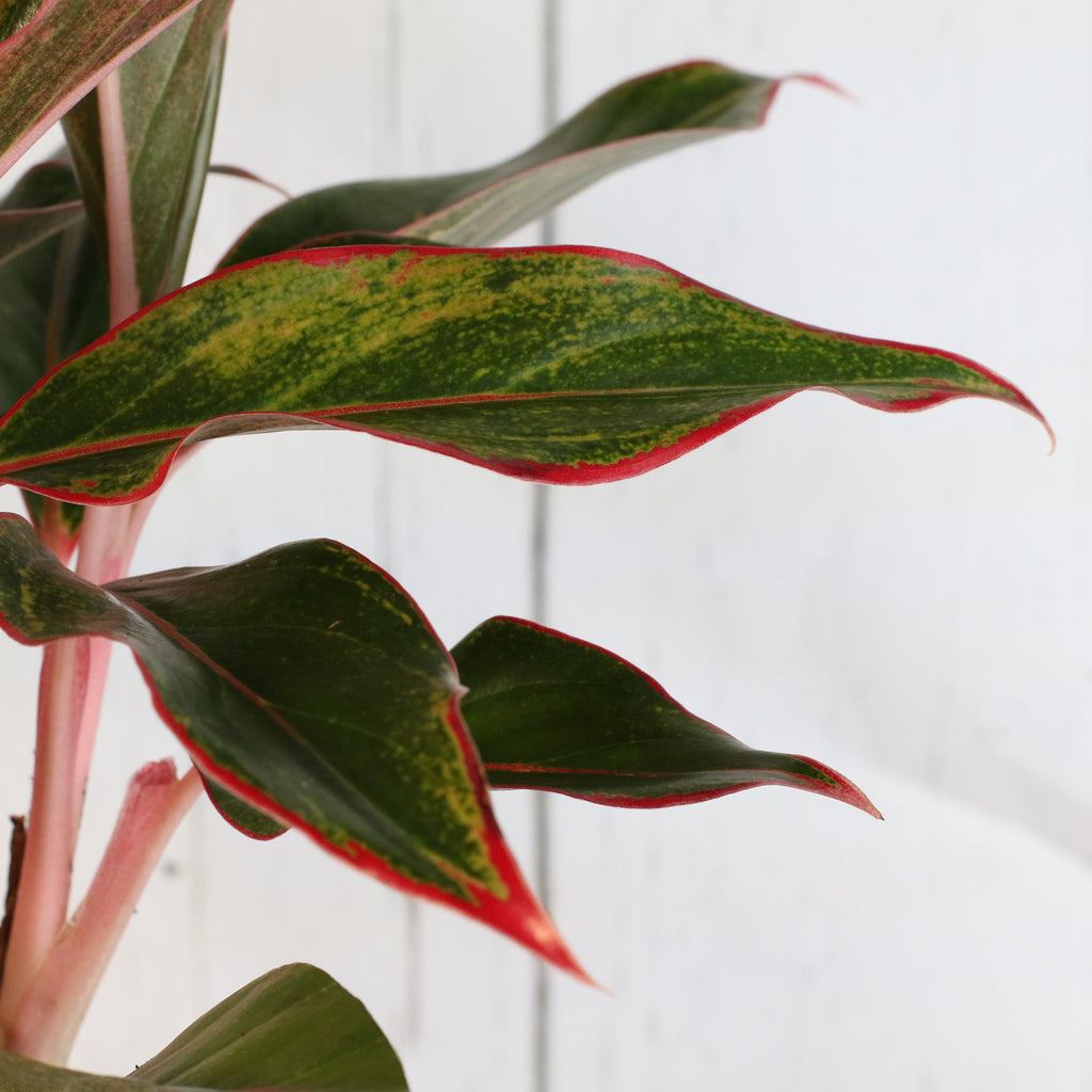 Aglaonema Siam Pflanze