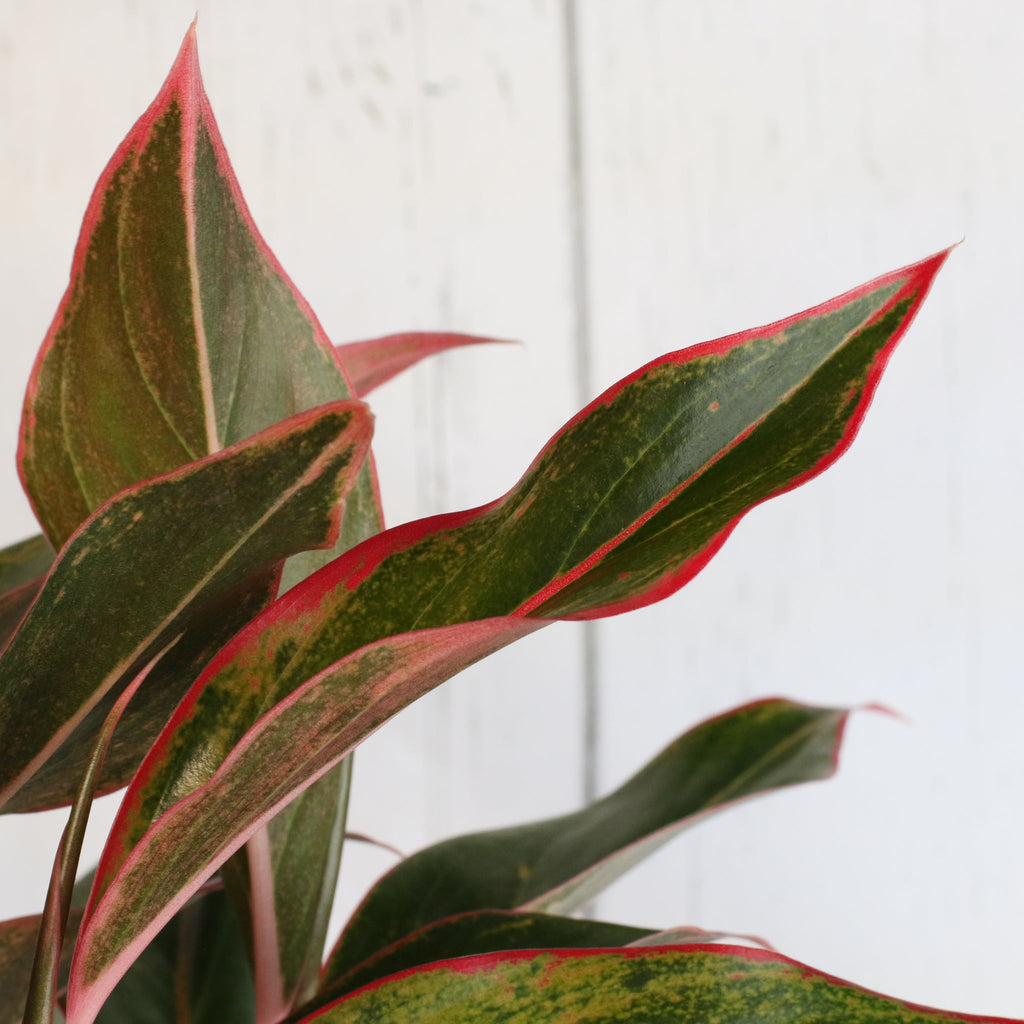 Aglaonema Siam Pflanze