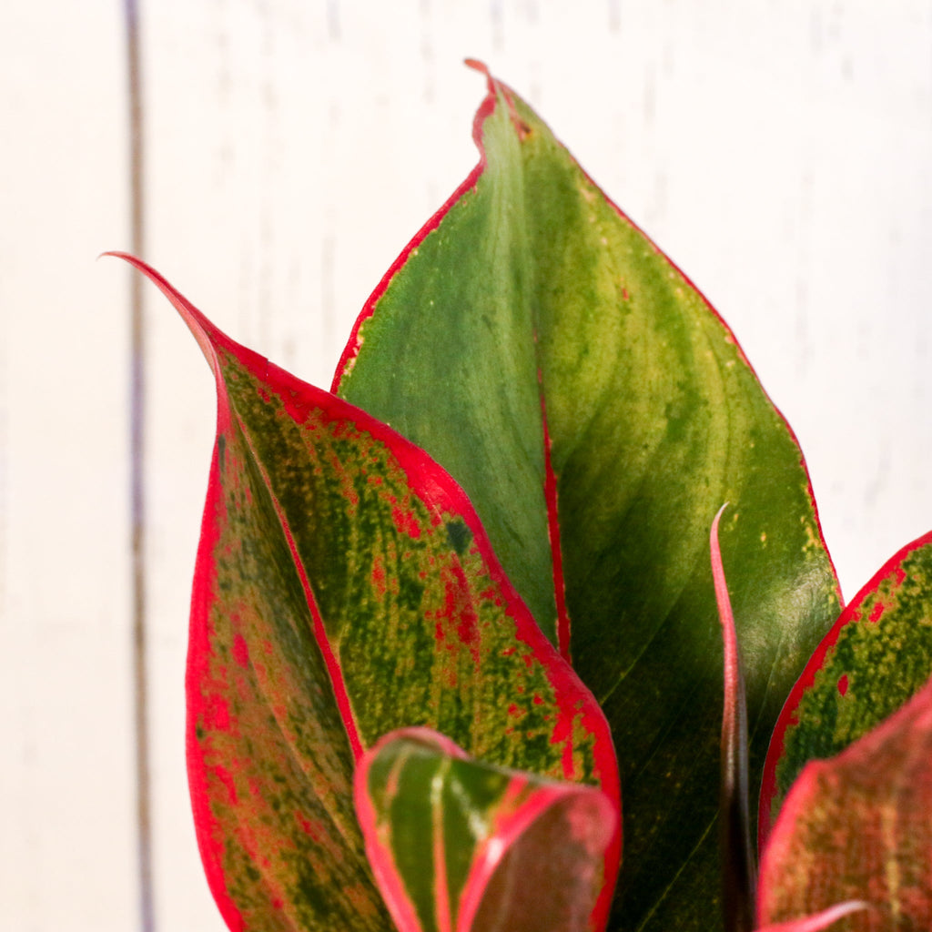 Aglaonema Siam Pflanze