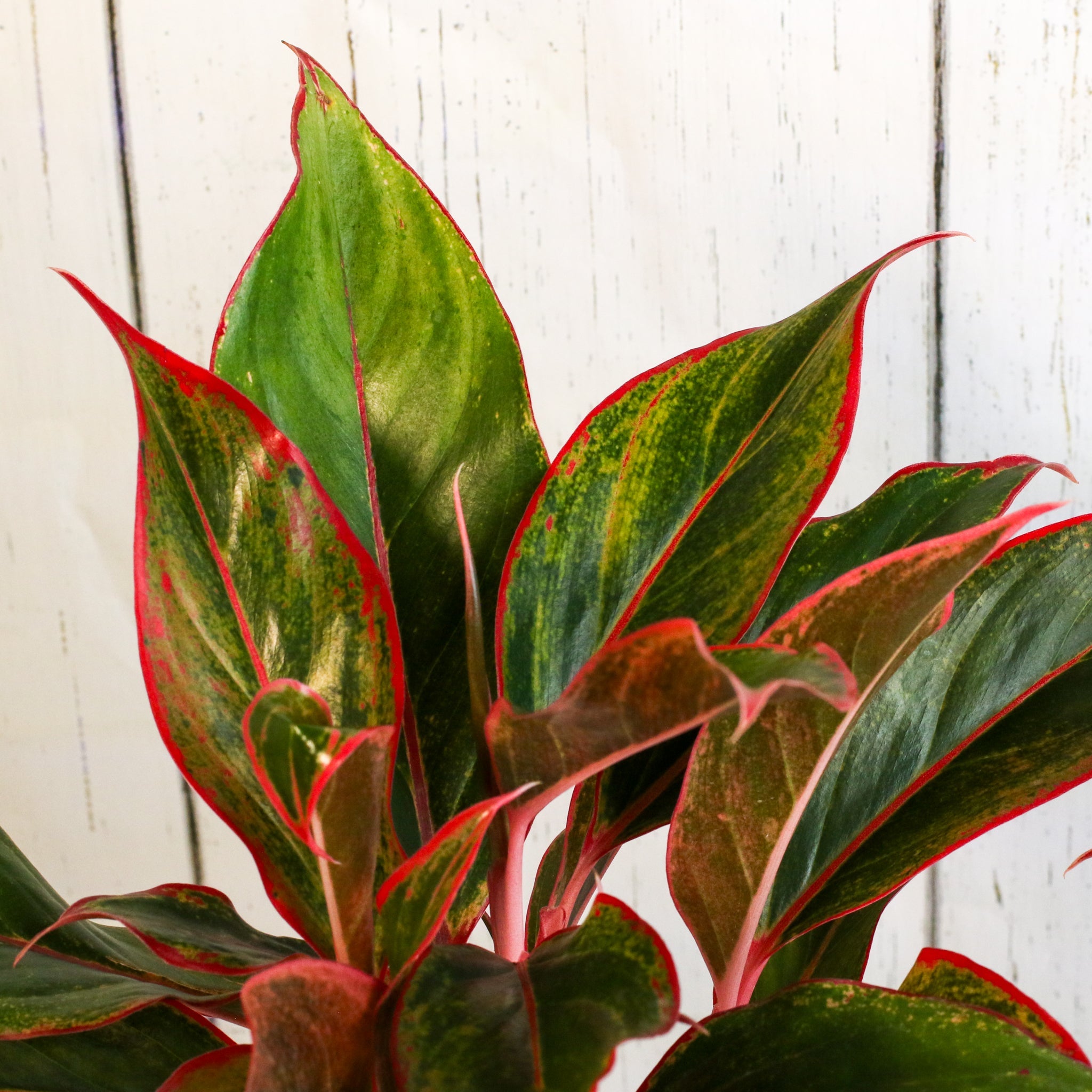 Aglaonema Siam Pflanze