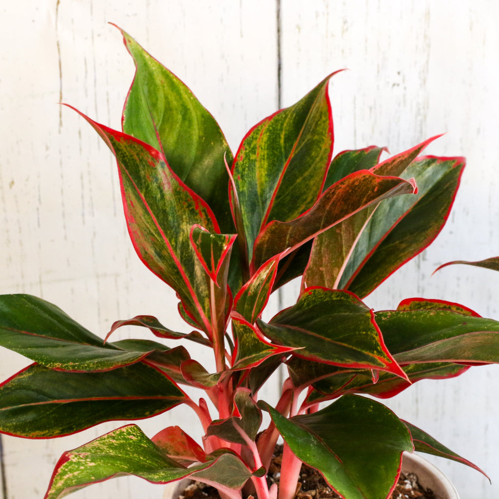Aglaonema Siam Pflanze