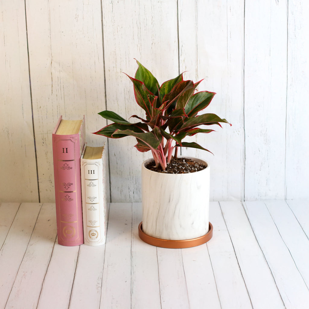 Aglaonema Siam Pflanze