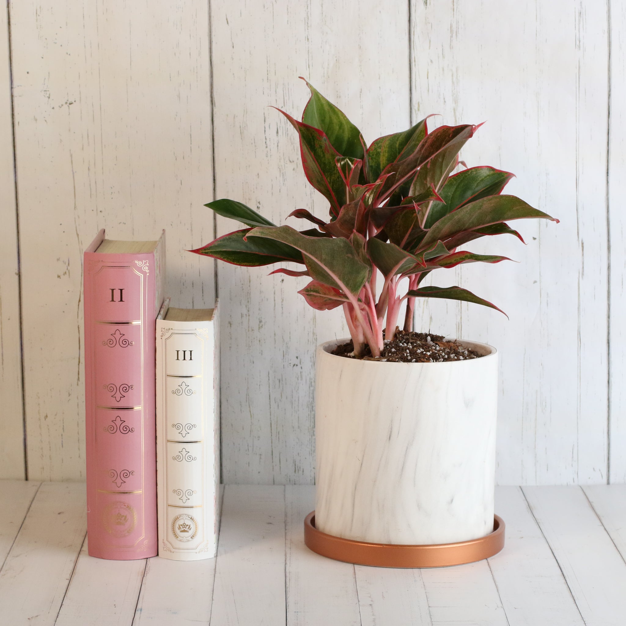 Aglaonema Siam Pflanze