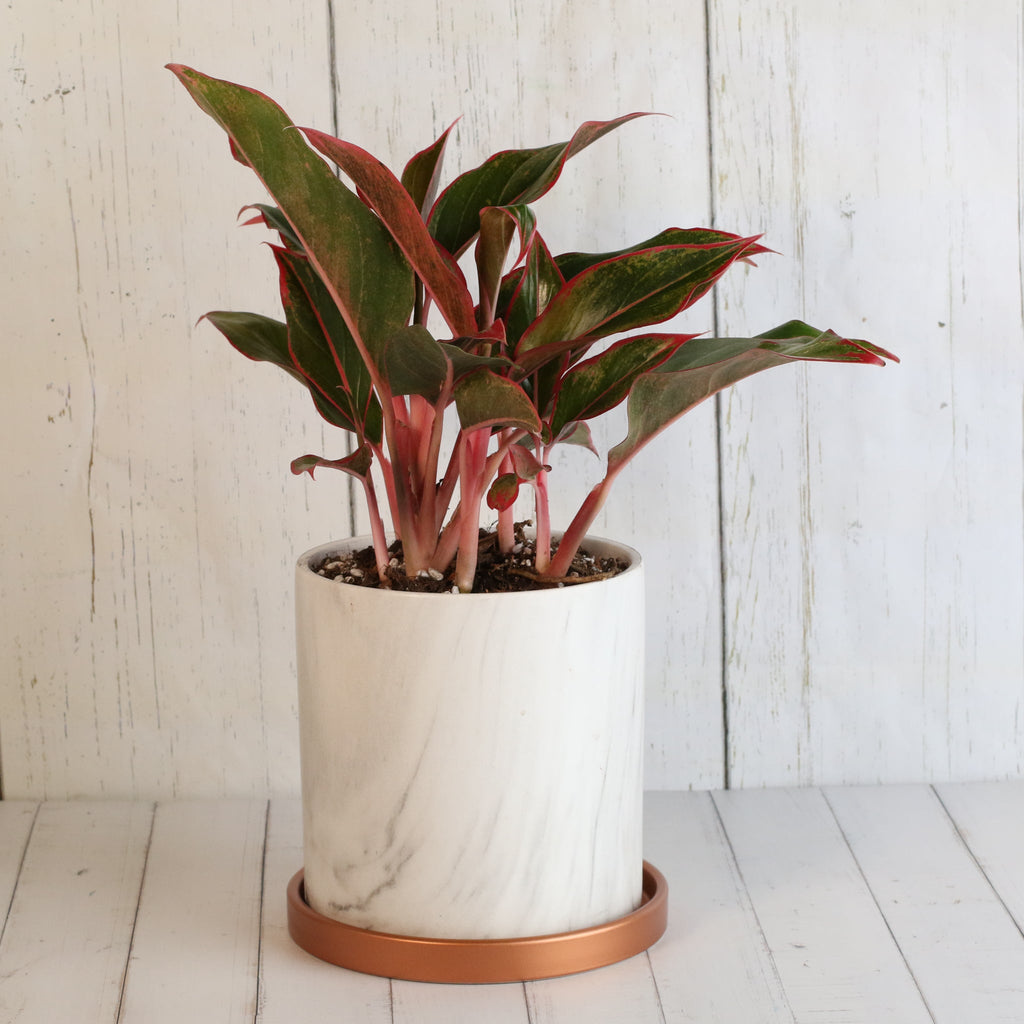Aglaonema Siam Pflanze