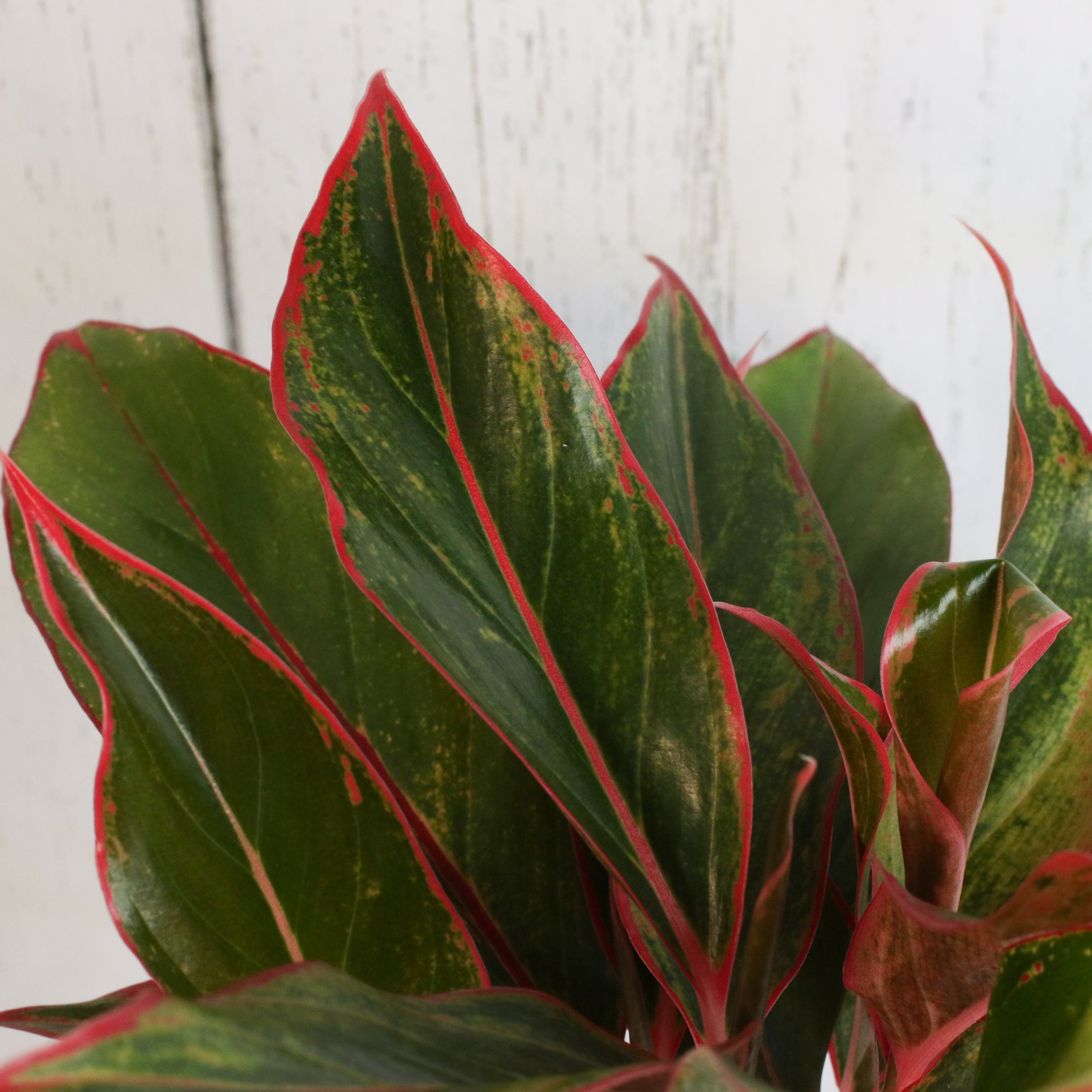 Aglaonema Siam Pflanze