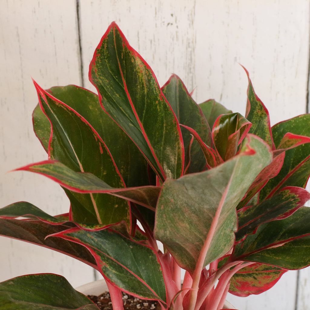 Aglaonema Siam Pflanze
