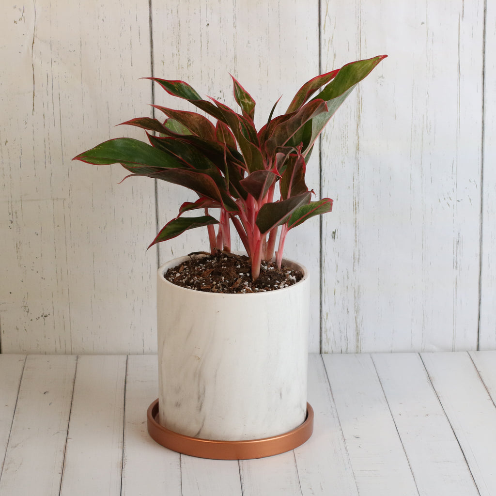 Aglaonema Siam Pflanze