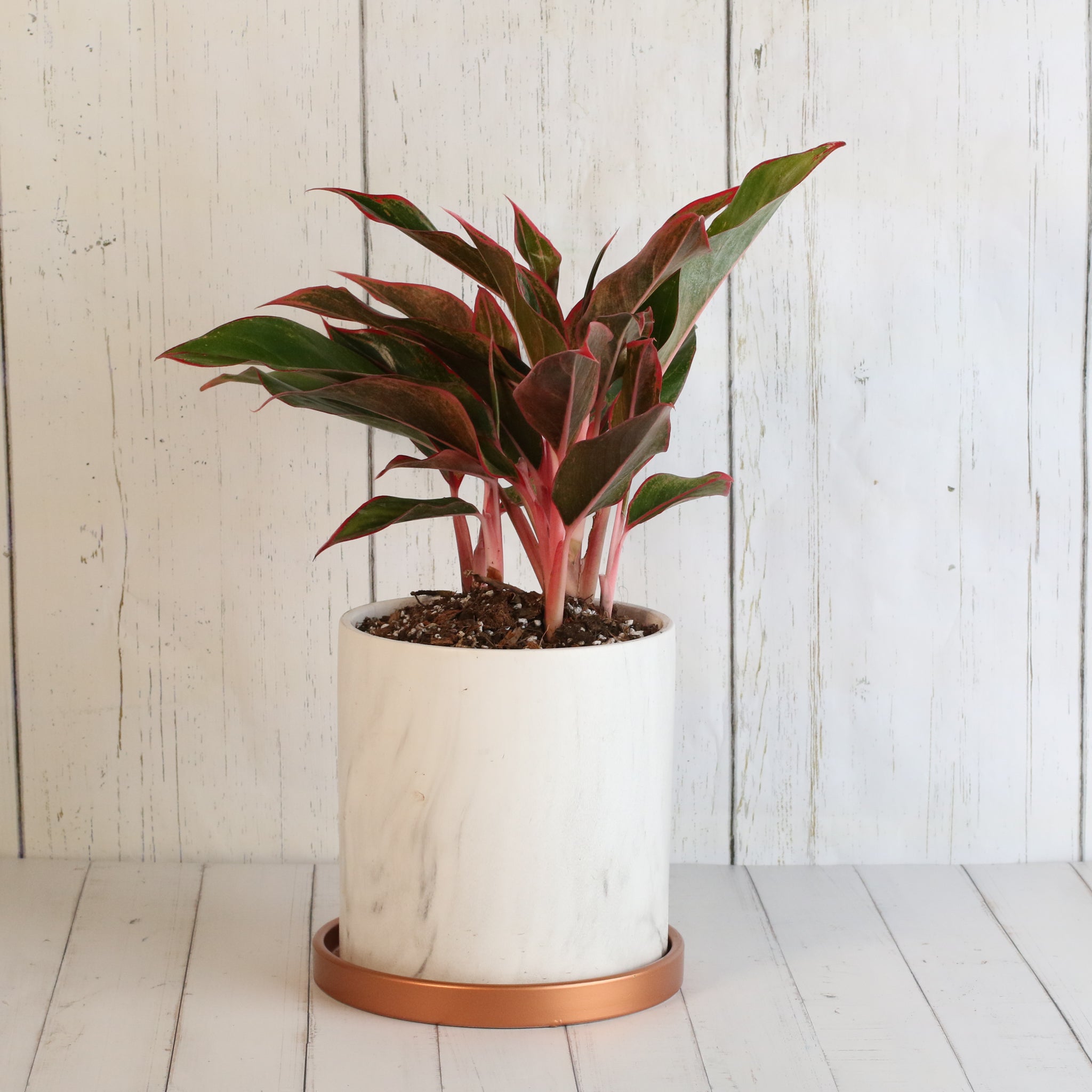 Aglaonema Siam Pflanze