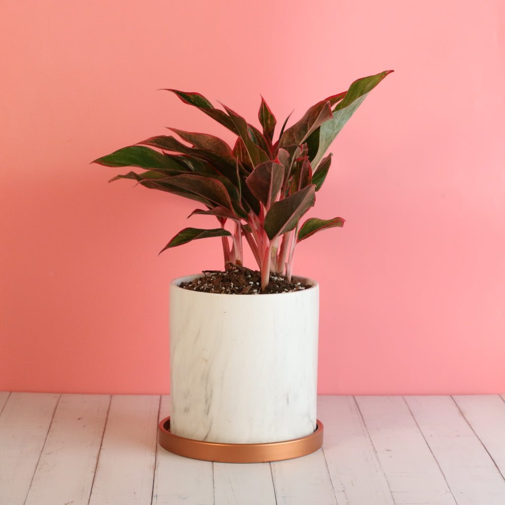 Aglaonema Siam Pflanze