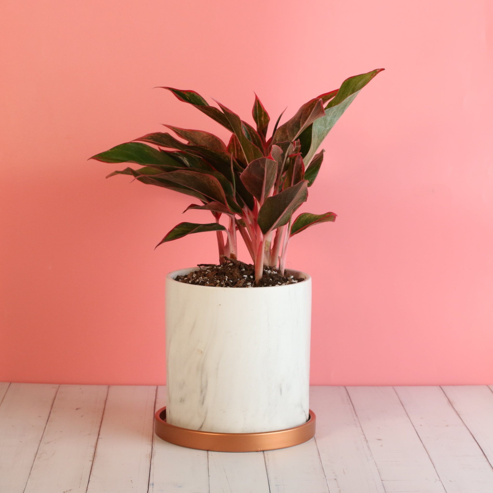 Aglaonema Siam Pflanze