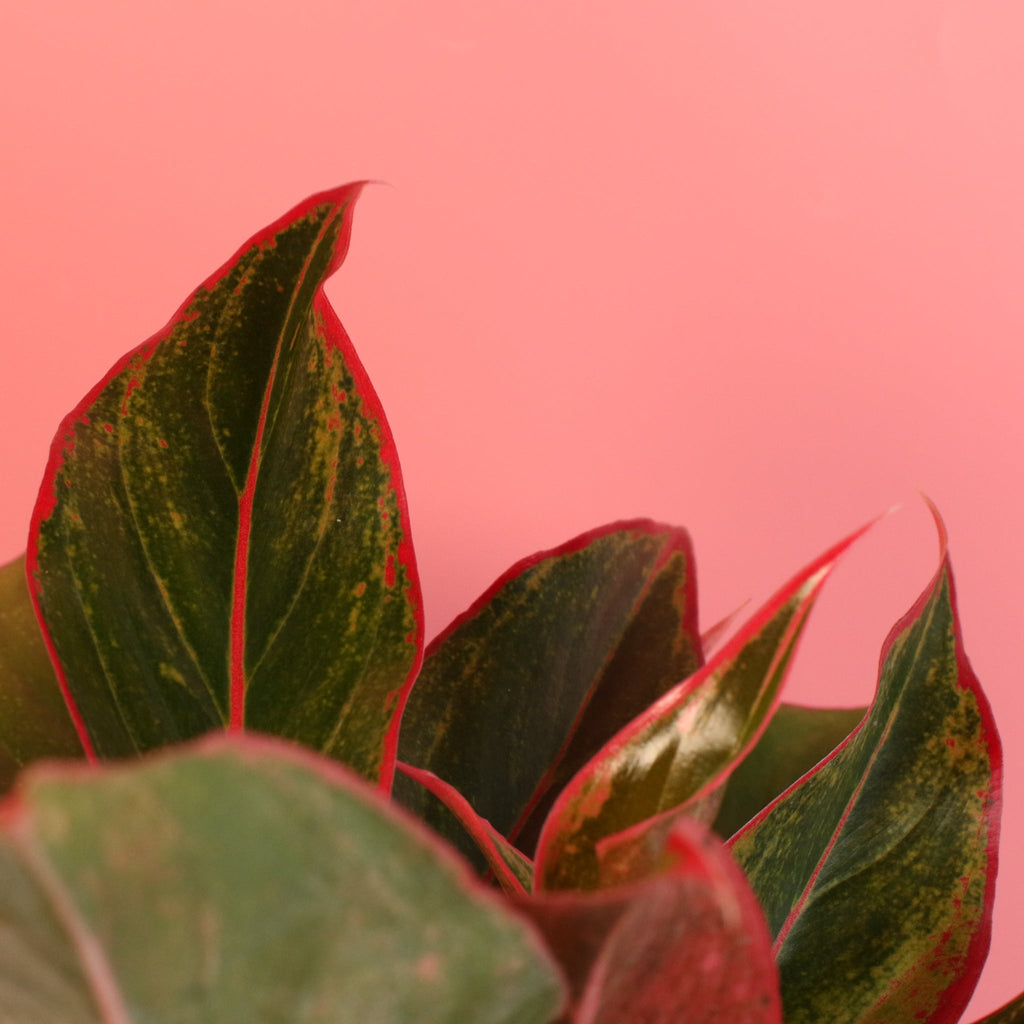 Aglaonema Siam Pflanze